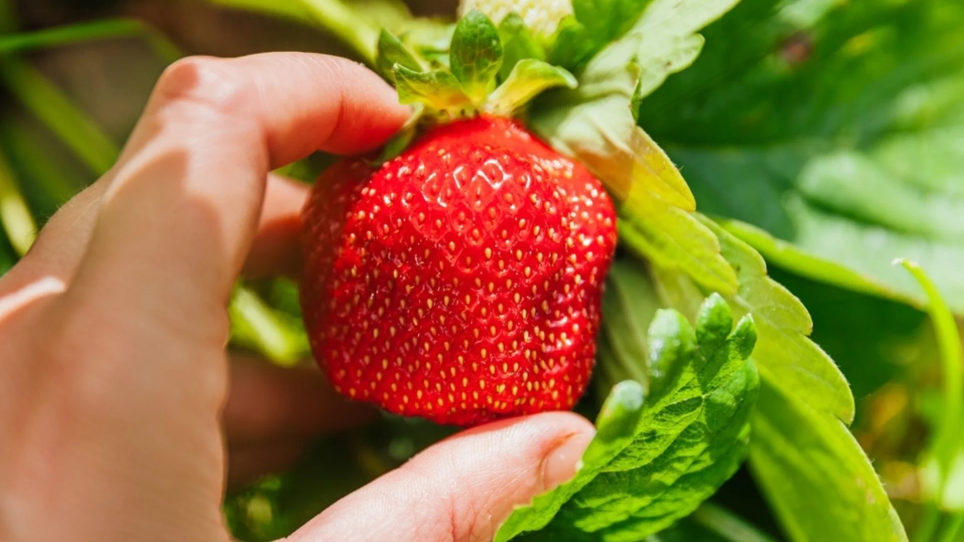 Забравете за скъпите препарати: Този домашен тор за центове ще направи ягодите големи и сладки