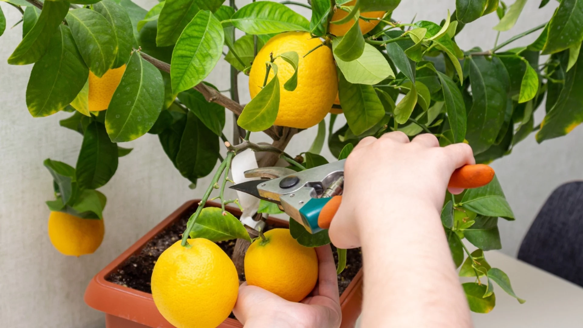 Как да отглеждате здраво лимоново дърво в саксия