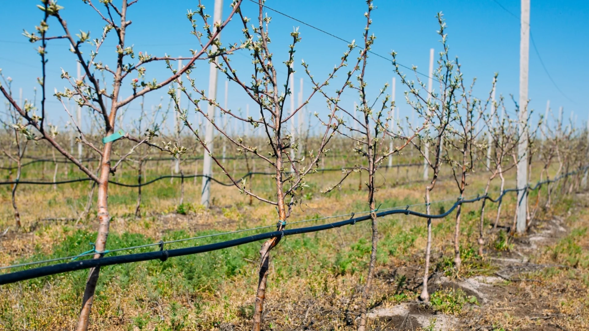 Торене на овошките: Кога е най-добре да се прави?