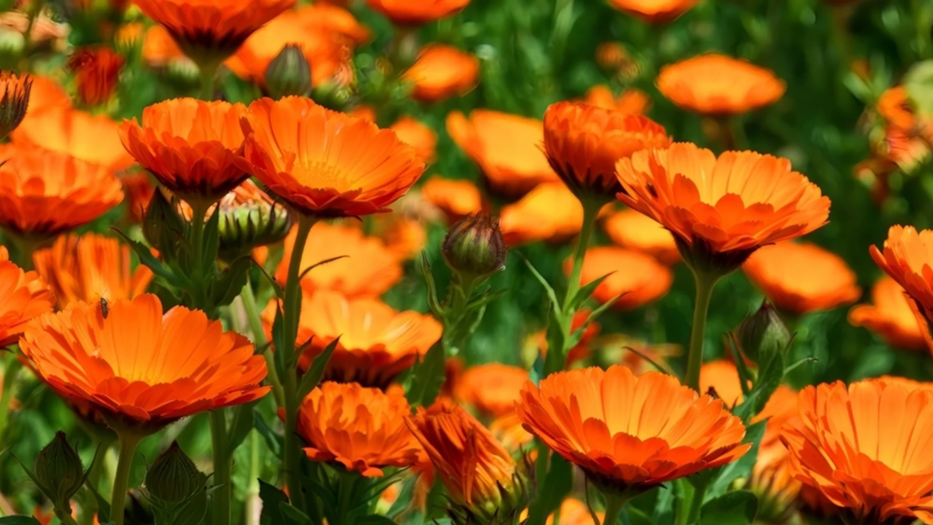 Комбинирайте невенчета с тези растения за по-малко вредители и по-големи реколти