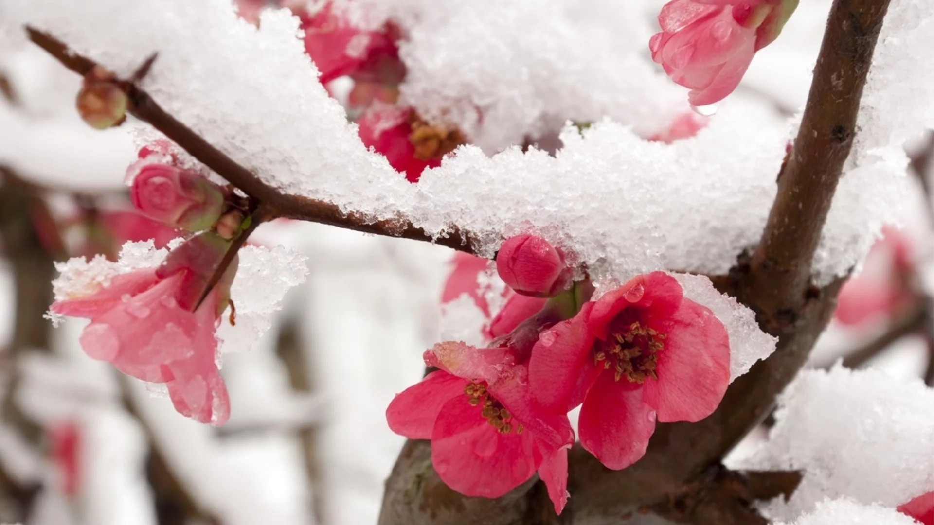 Първа пролет със снежинки? Проф. Георги Рачев с хладна прогноза за времето