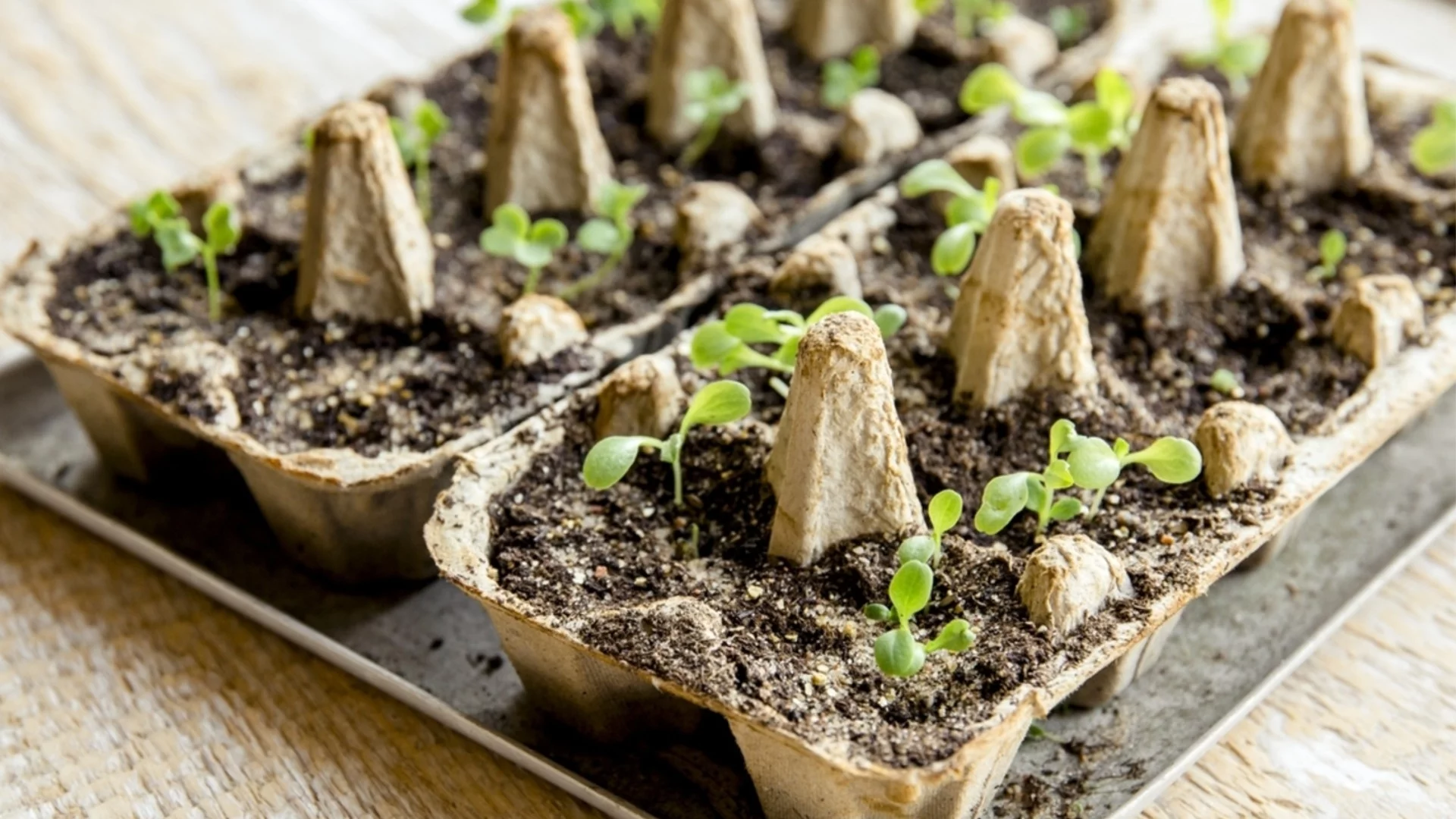 Размножете зеленчуковата си градина с този лесен трик