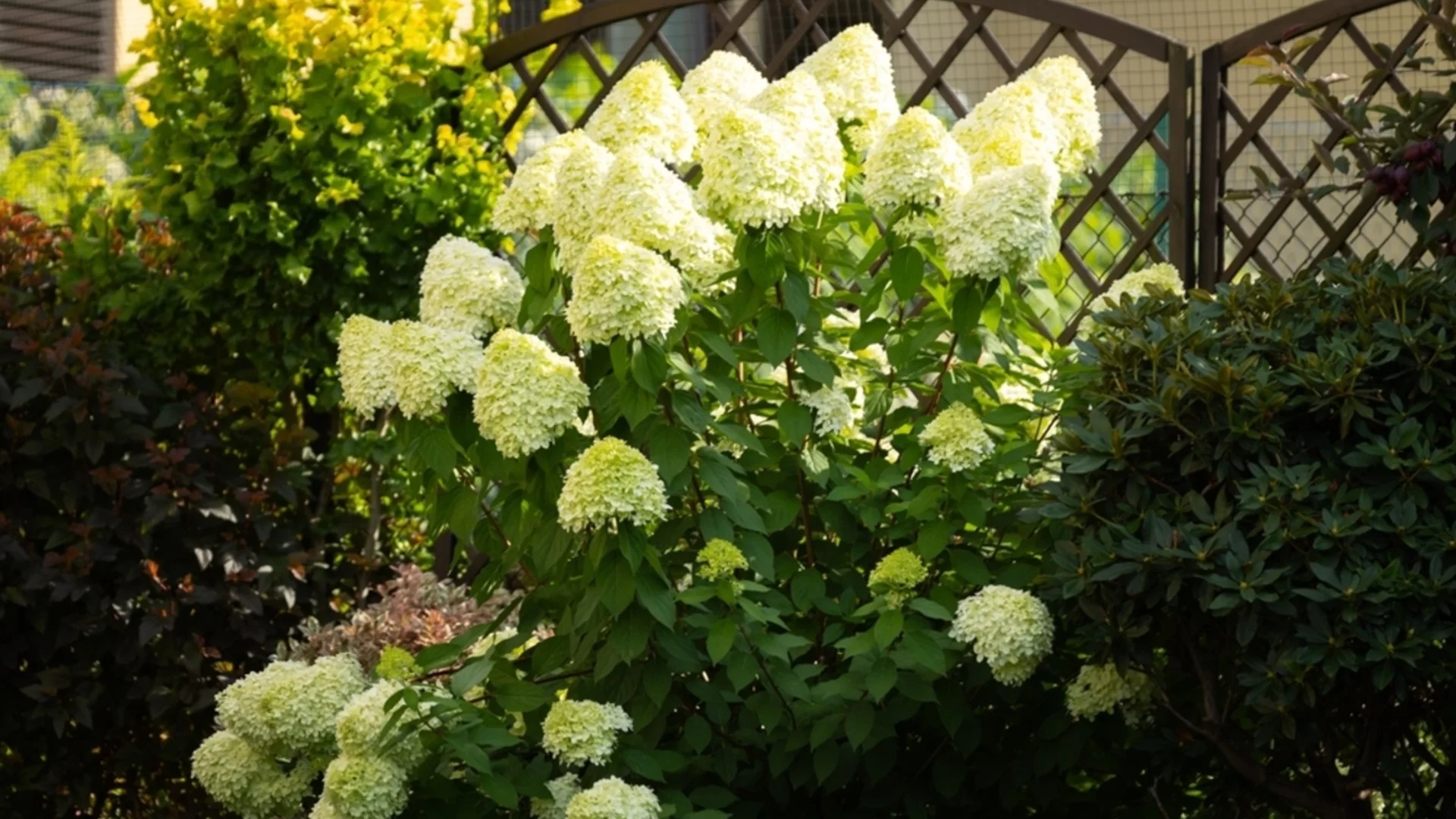 Хортензиите обожават този тор домашен и цъфтят като луди - рецептата е проста