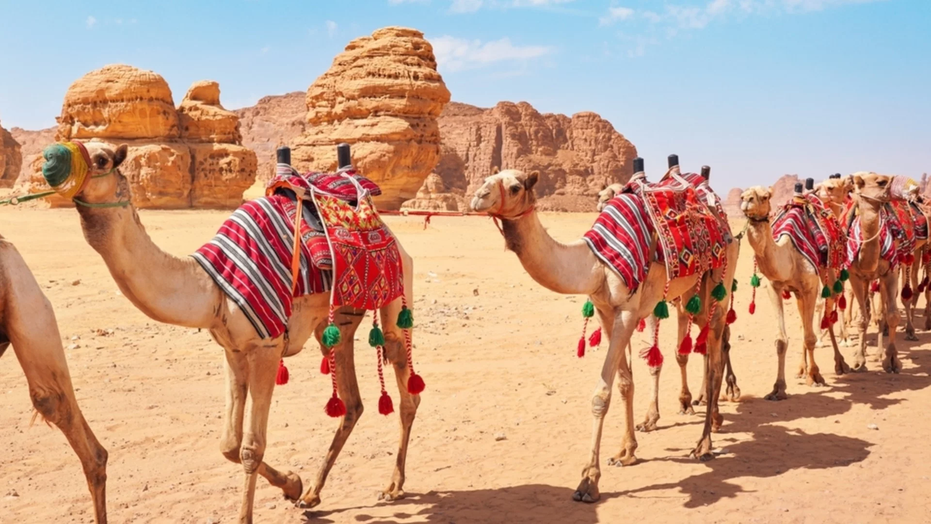 Учени разкриха как камилите виждат по време на буря в пустинята