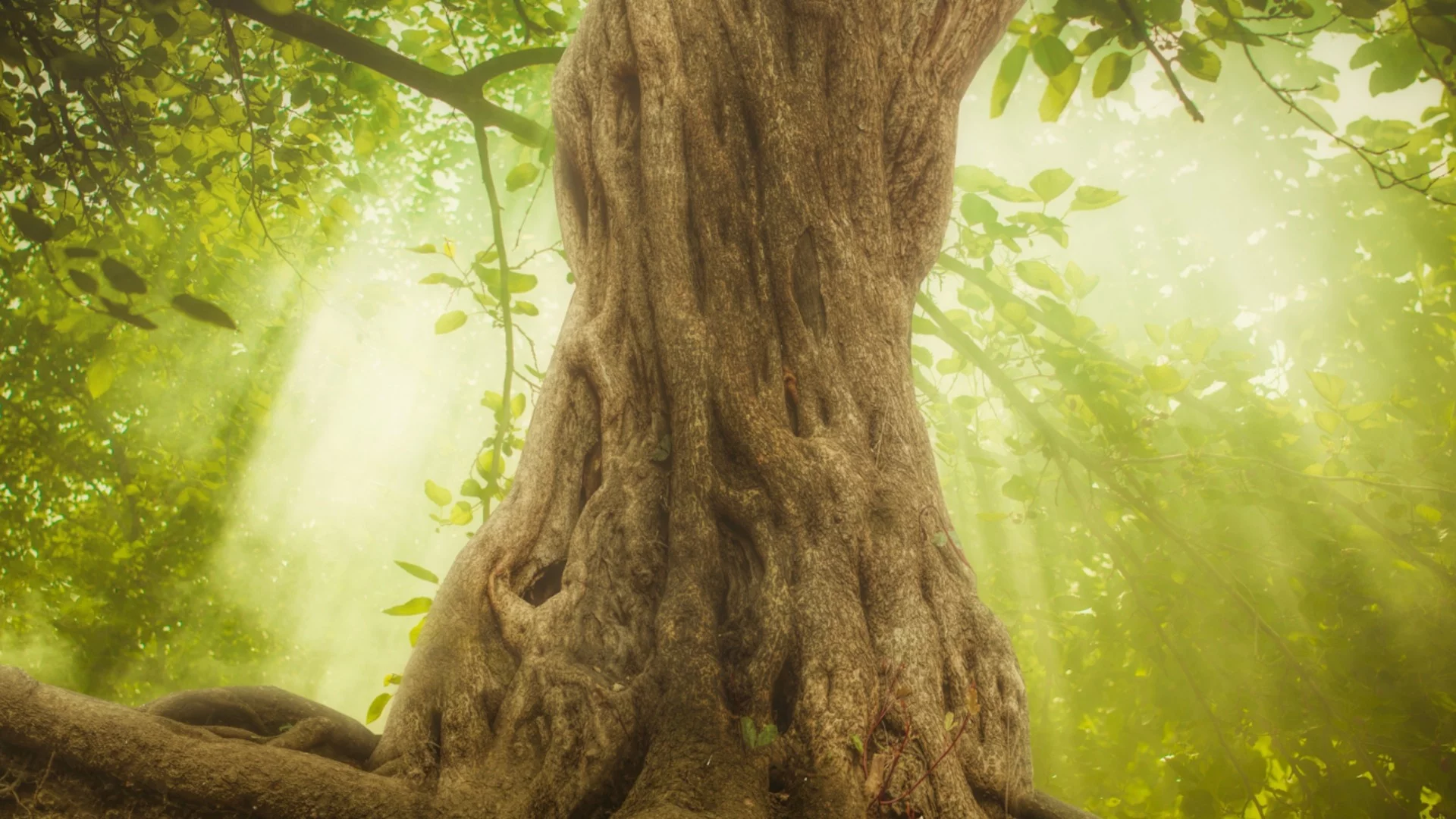 Тропическа „капсула на времето“: Учени откриха уникална гора на 300 милиона години в Китай