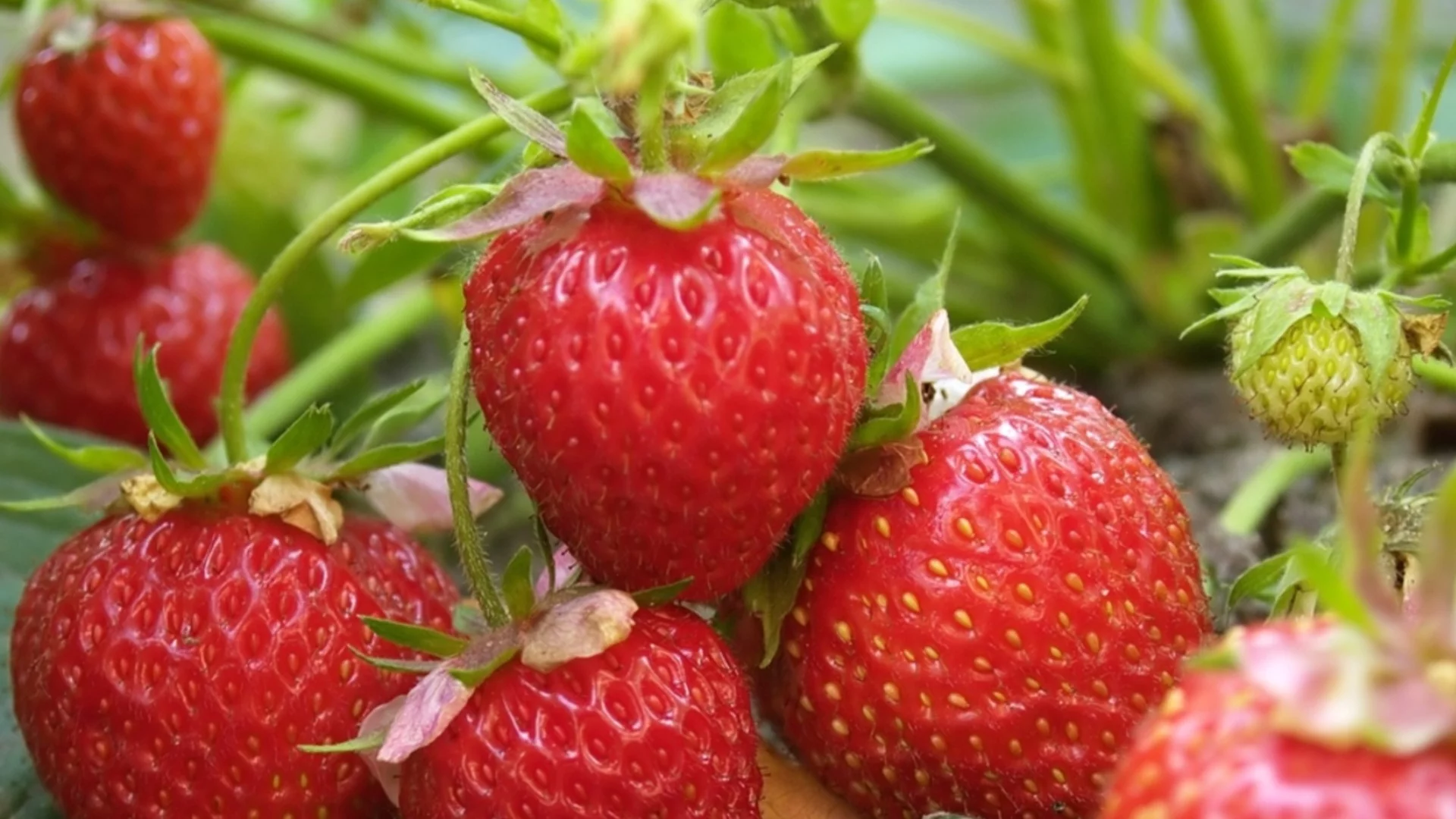 Как да отглеждате сладки ягоди на закрито и да им се наслаждавате през цялата година 