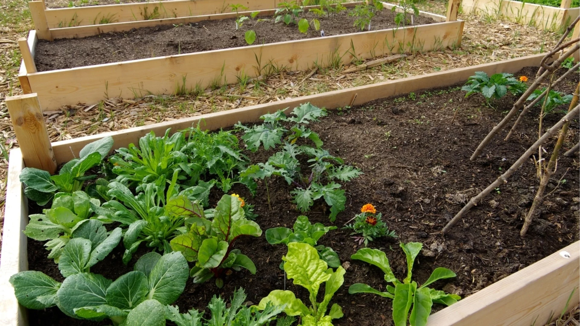 Как да създадете най-добрата почва за повдигнати лехи, за да виреят зеленчуците ви
