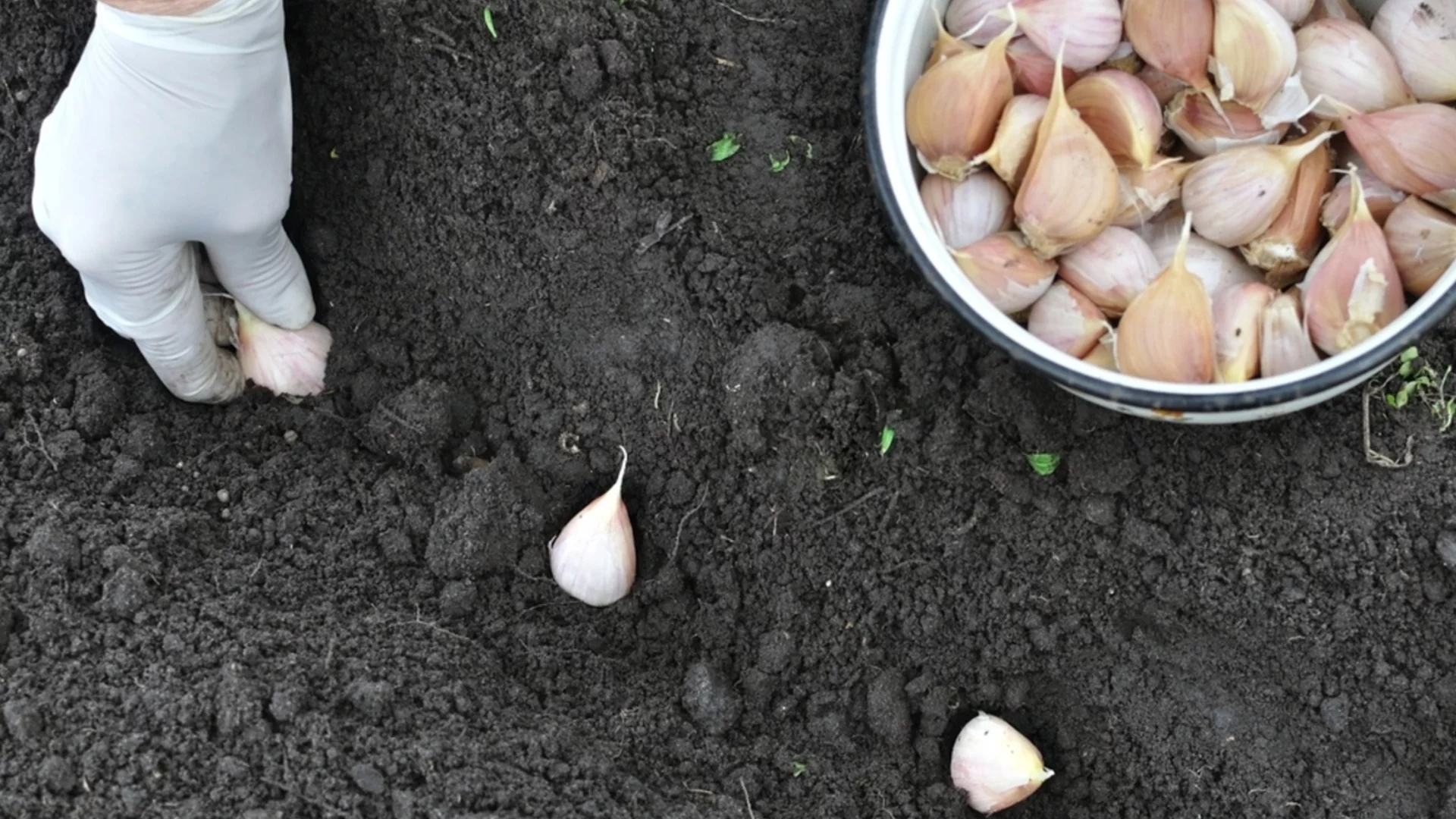 Кога е най-добре да засадите пролетен чесън?