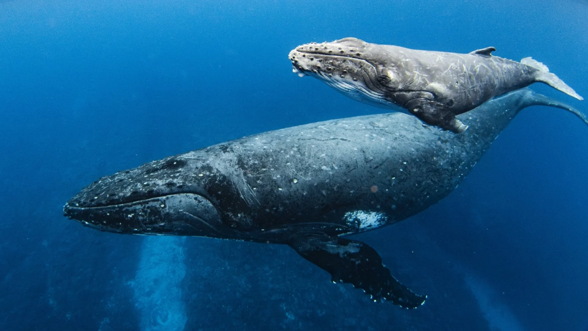 Откриха най-старите известни записи на песен на кит – ключ към мистерията на общуването (ВИДЕО)