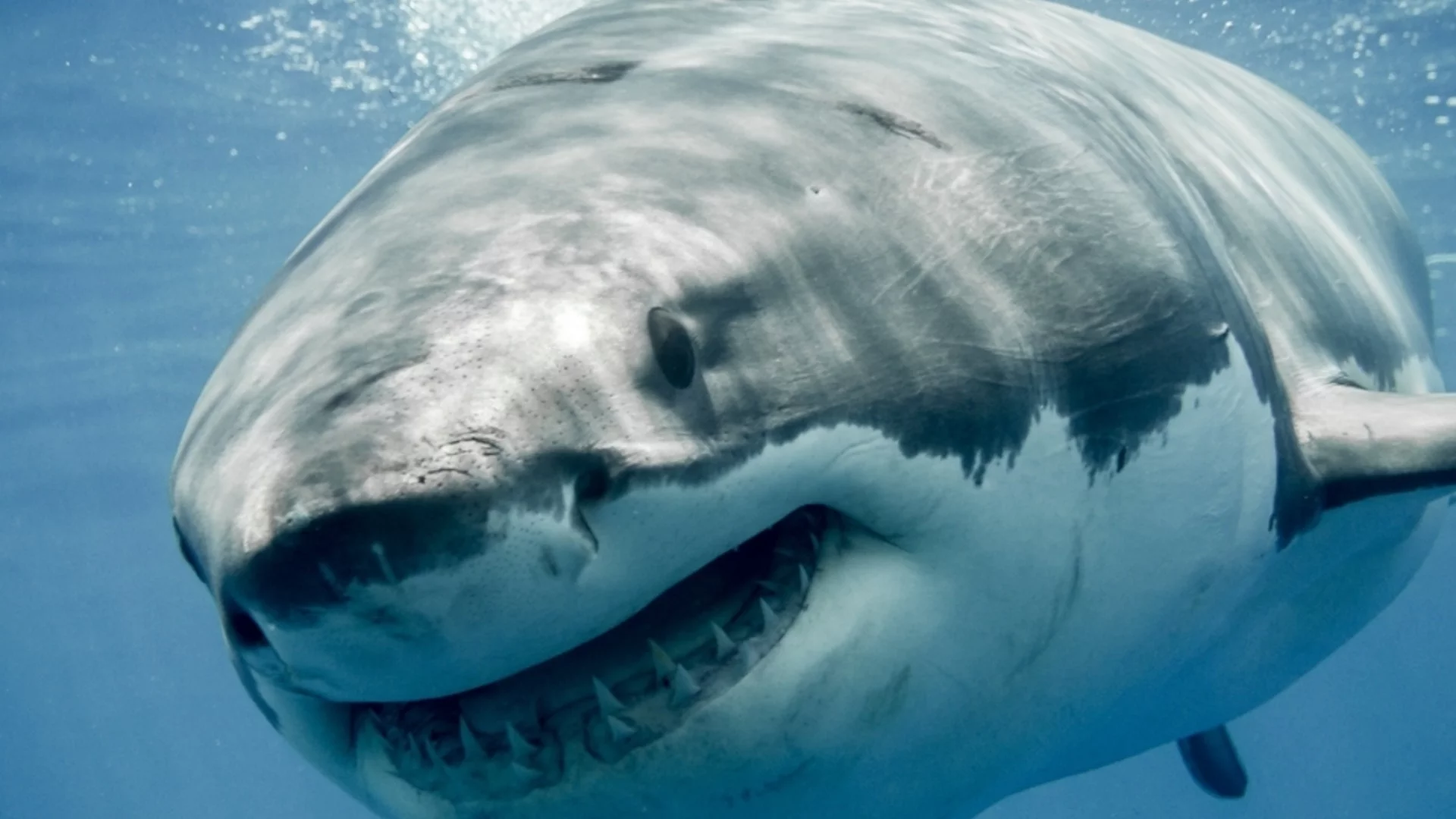 Единственият хищник, от който белите акули се страхуват