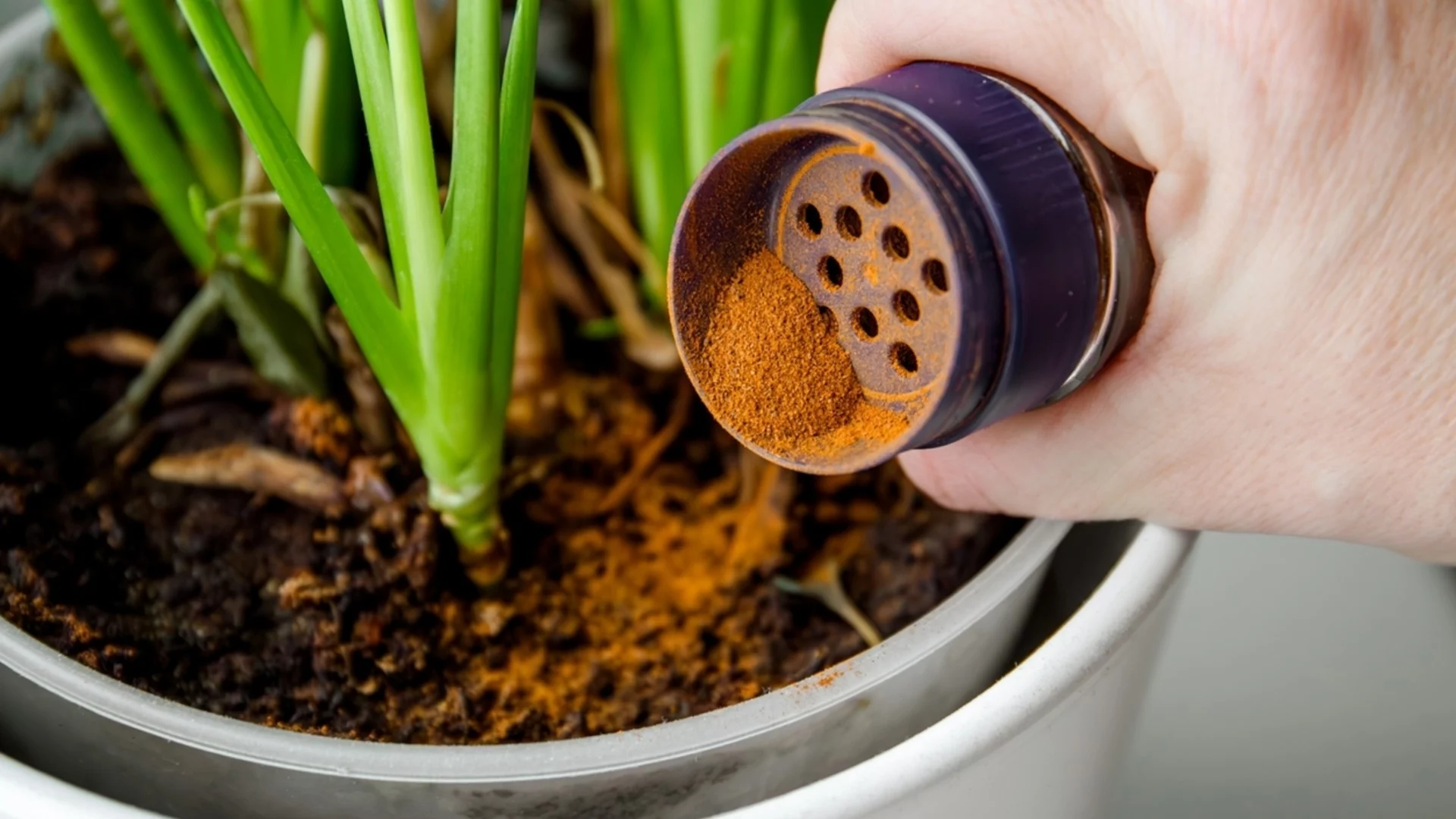 Как да използвате канела върху стайни растения, за да отблъснете вредители