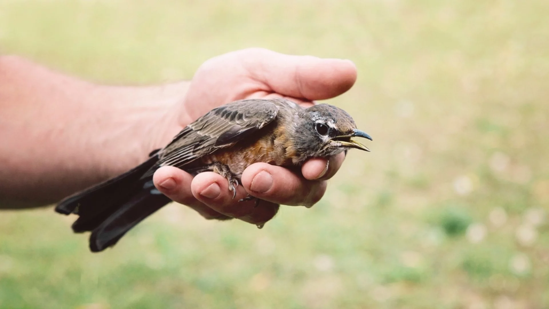 Зоологическа градина отвори спешно отделение за ранени птици (СНИМКИ)