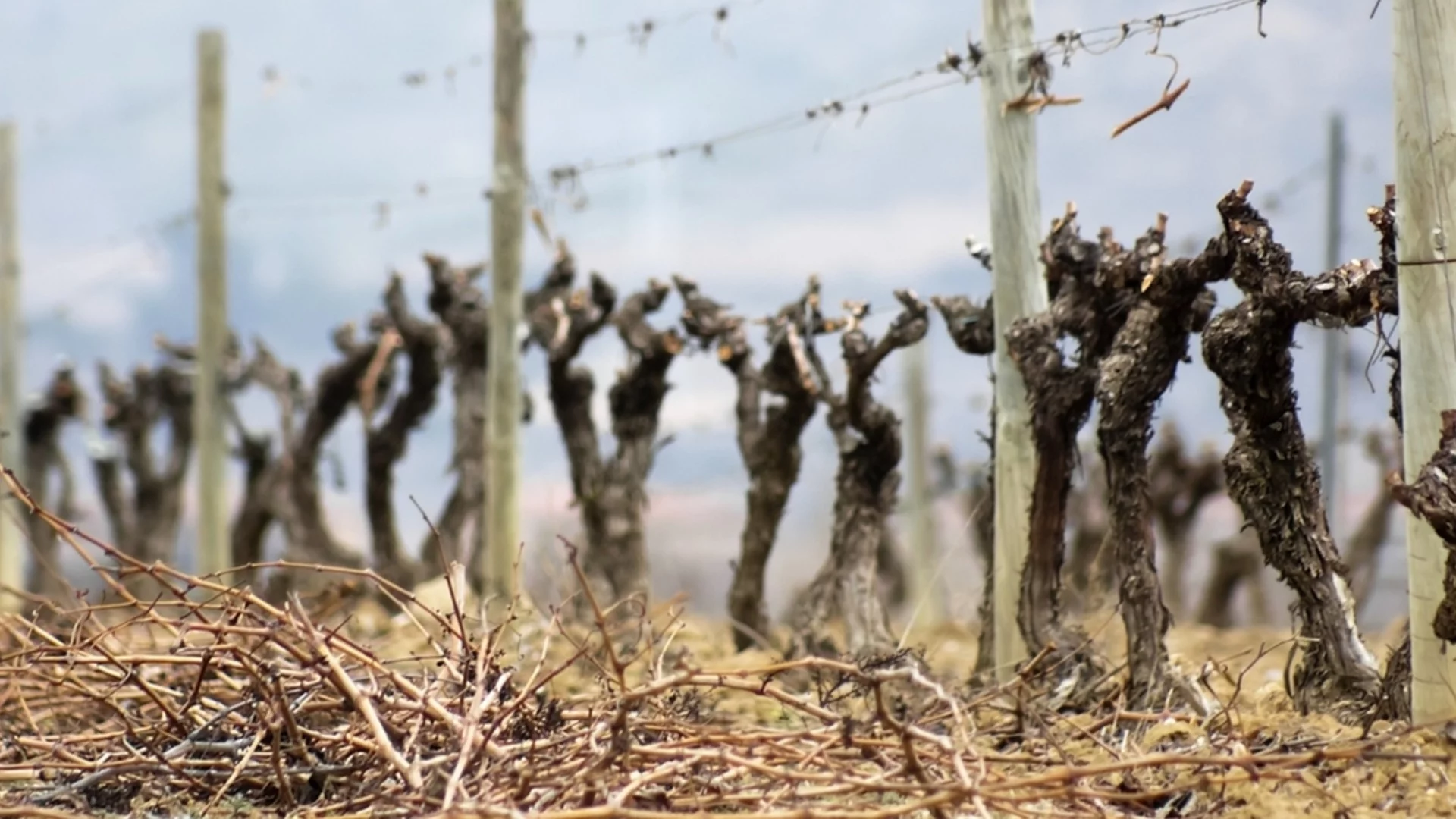 Засаждане на лози през пролетта: Правилната техника и грижи ще донесат изобилна реколта