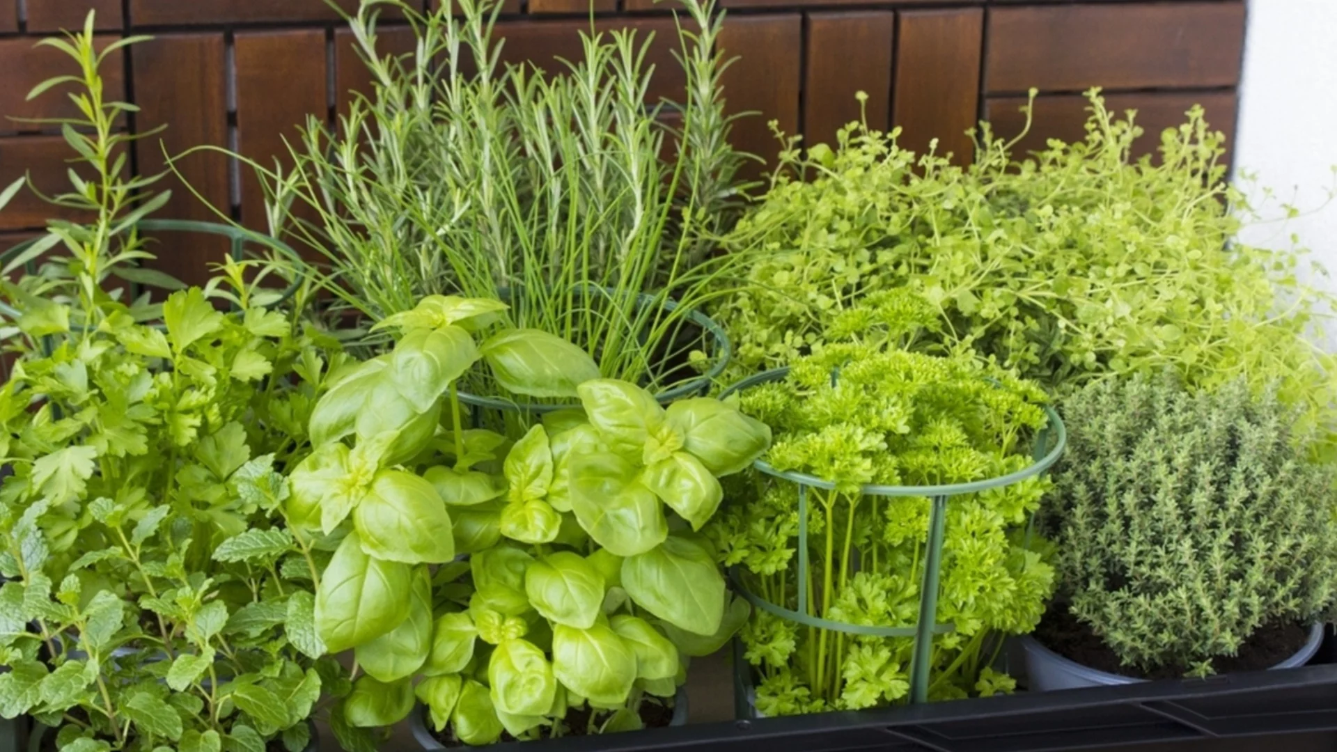 Многогодишни билки, които трябва да разделите през пролетта 