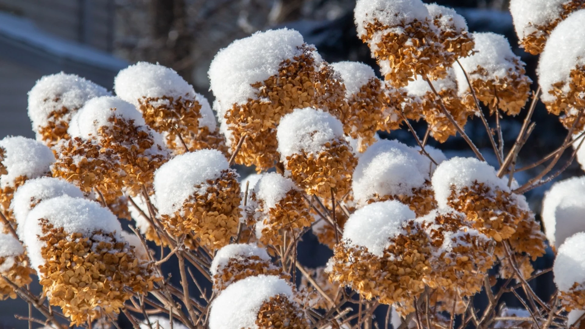 Най-добрият начин за подрязване на хортензии след зимните щети 