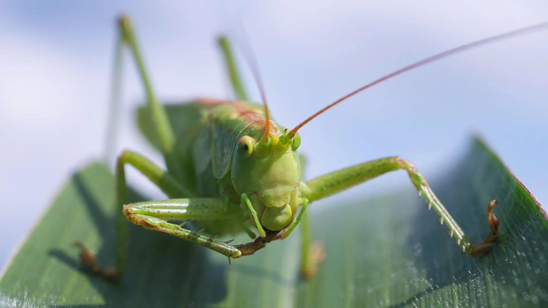 Уникален експеримент със скакалец изненада учените 