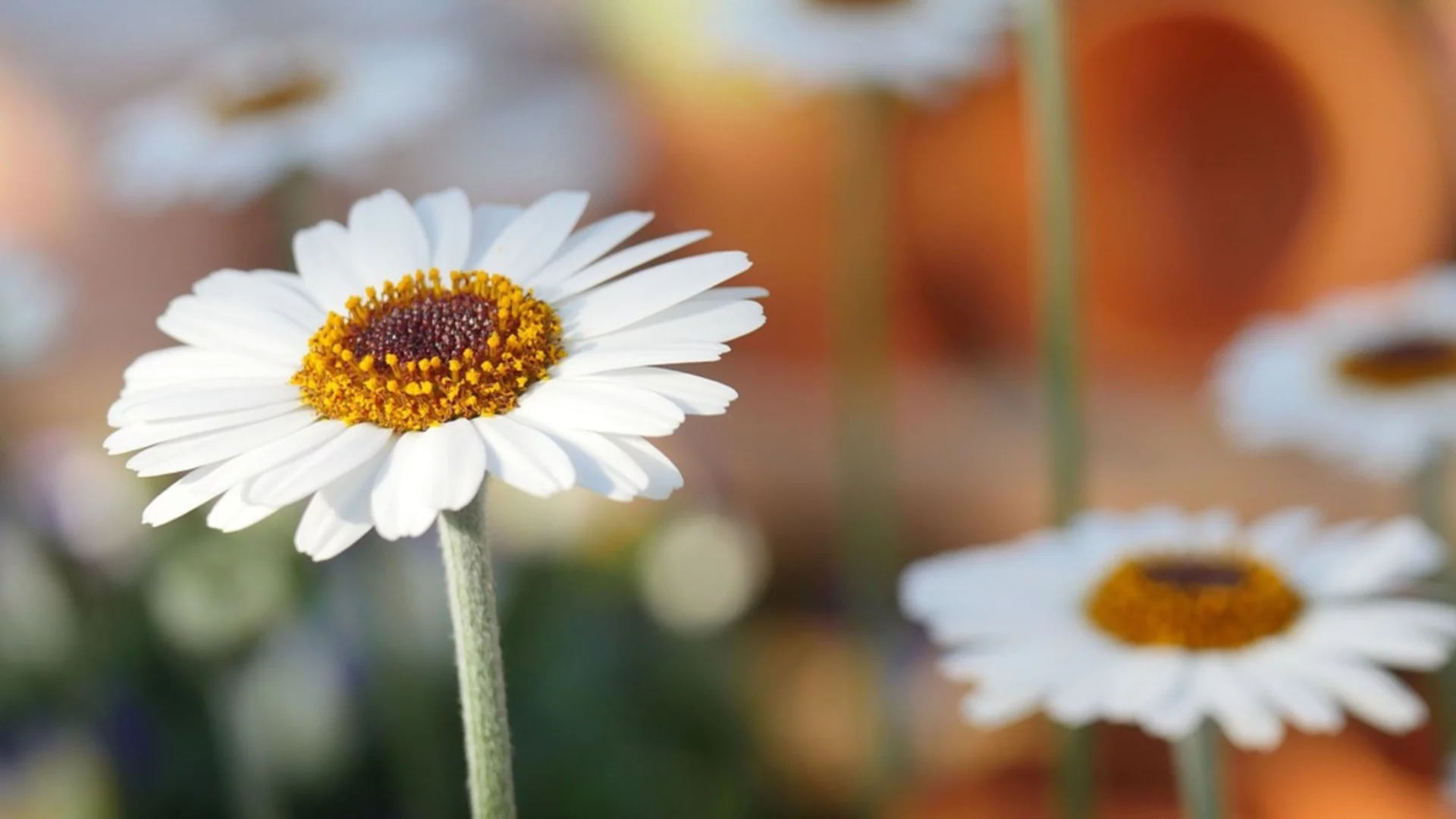 Предупреждение за опасно явление. Времето утре - 19 март 2026 г. 