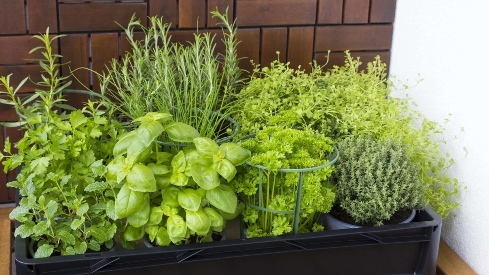 Aроматни билки, които ще накарат терасата ви да ухае приятно през цялото лято