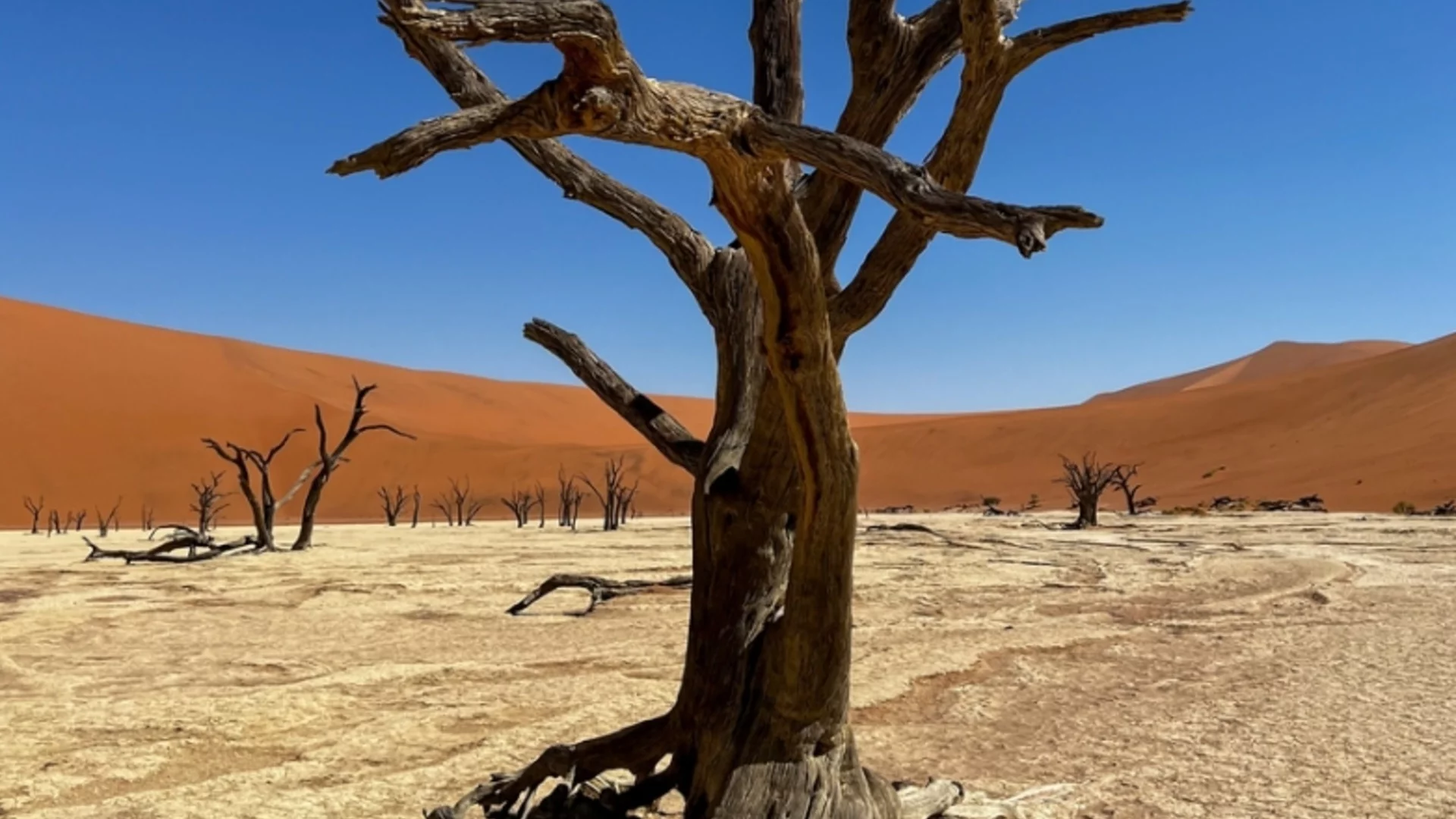 Зловещ звук в пустинята Намиб: Учени разкриха мистерията на неуловимо същество, крещящо в тъмното