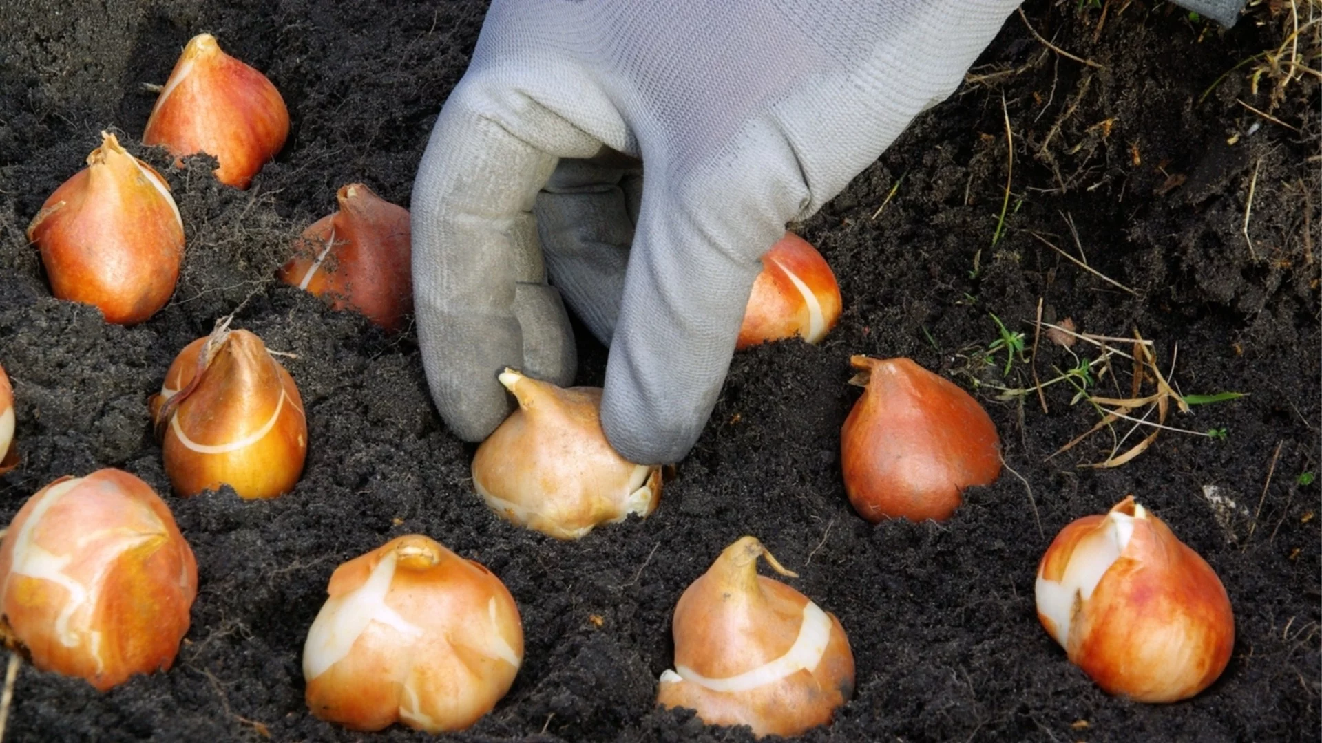 Луковици, които можете да засадите през март, за да оцветите лятната си градина 