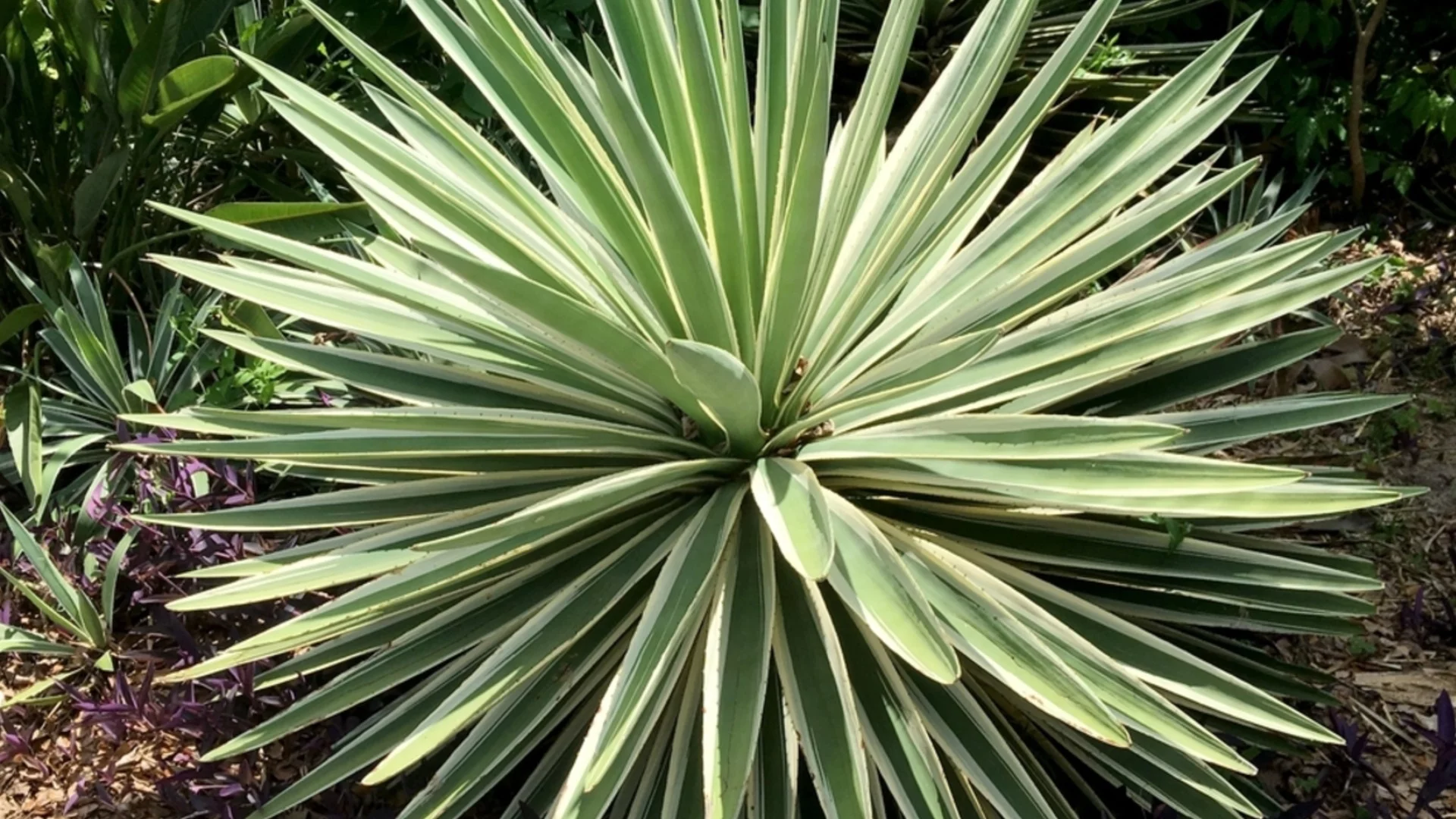 Как да се погрижите за градинската юка в началото на пролетта