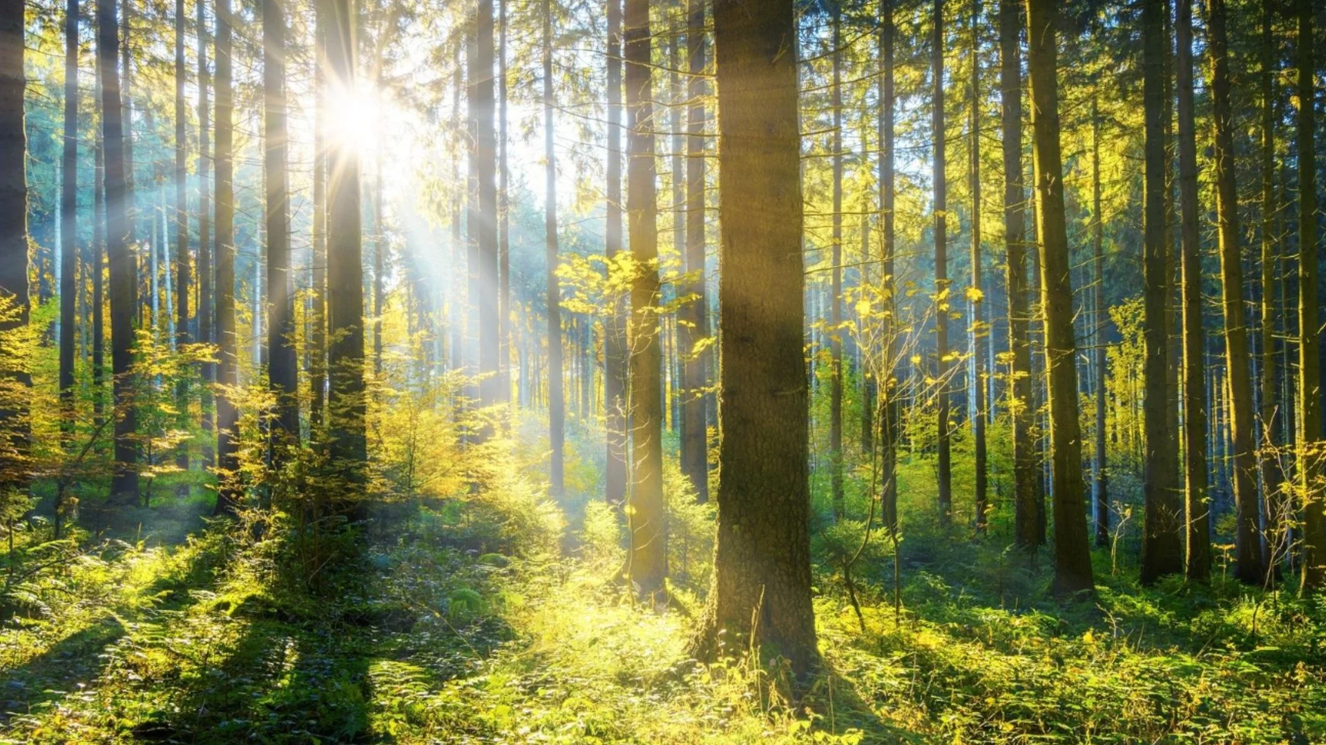 Учени: На Земята има растение, което превръща обикновена вода в извънземно вещество