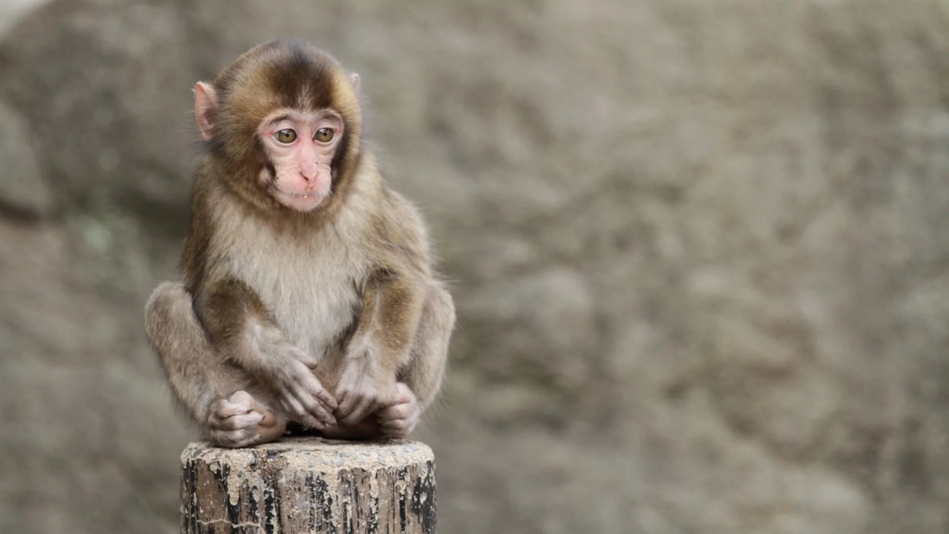 Маймунката Пънч си намери истински приятел (СНИМКИ+ВИДЕО)