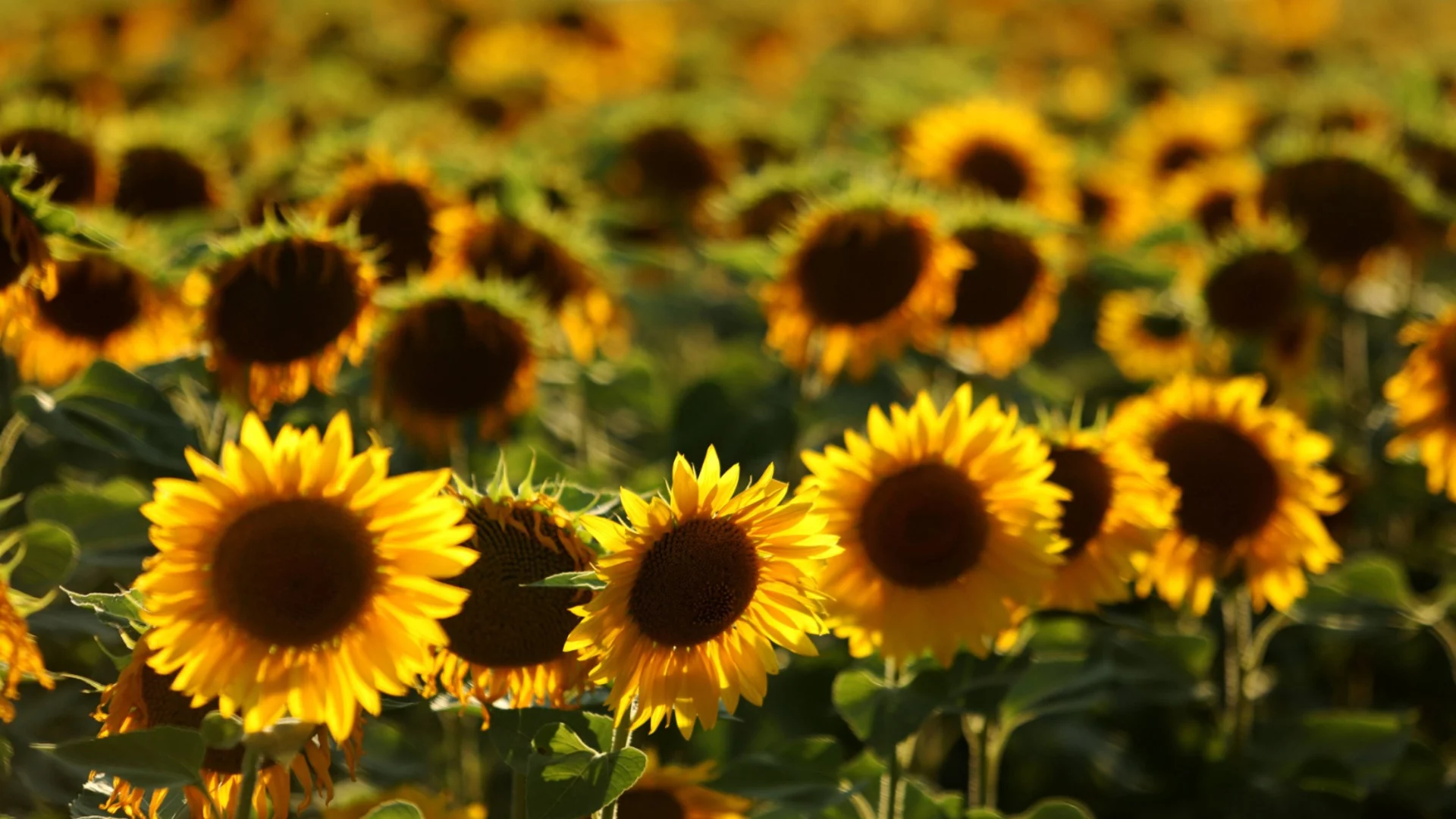 Опасният слънчоглед от Аржентина ще бъде изнесен, няма да се продава у нас: БАБХ увериха