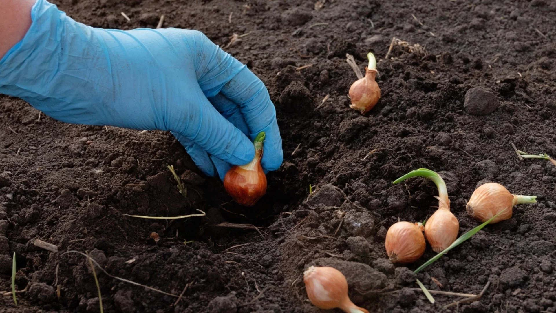 Кой е най-добрият тор при засаждане на лук?