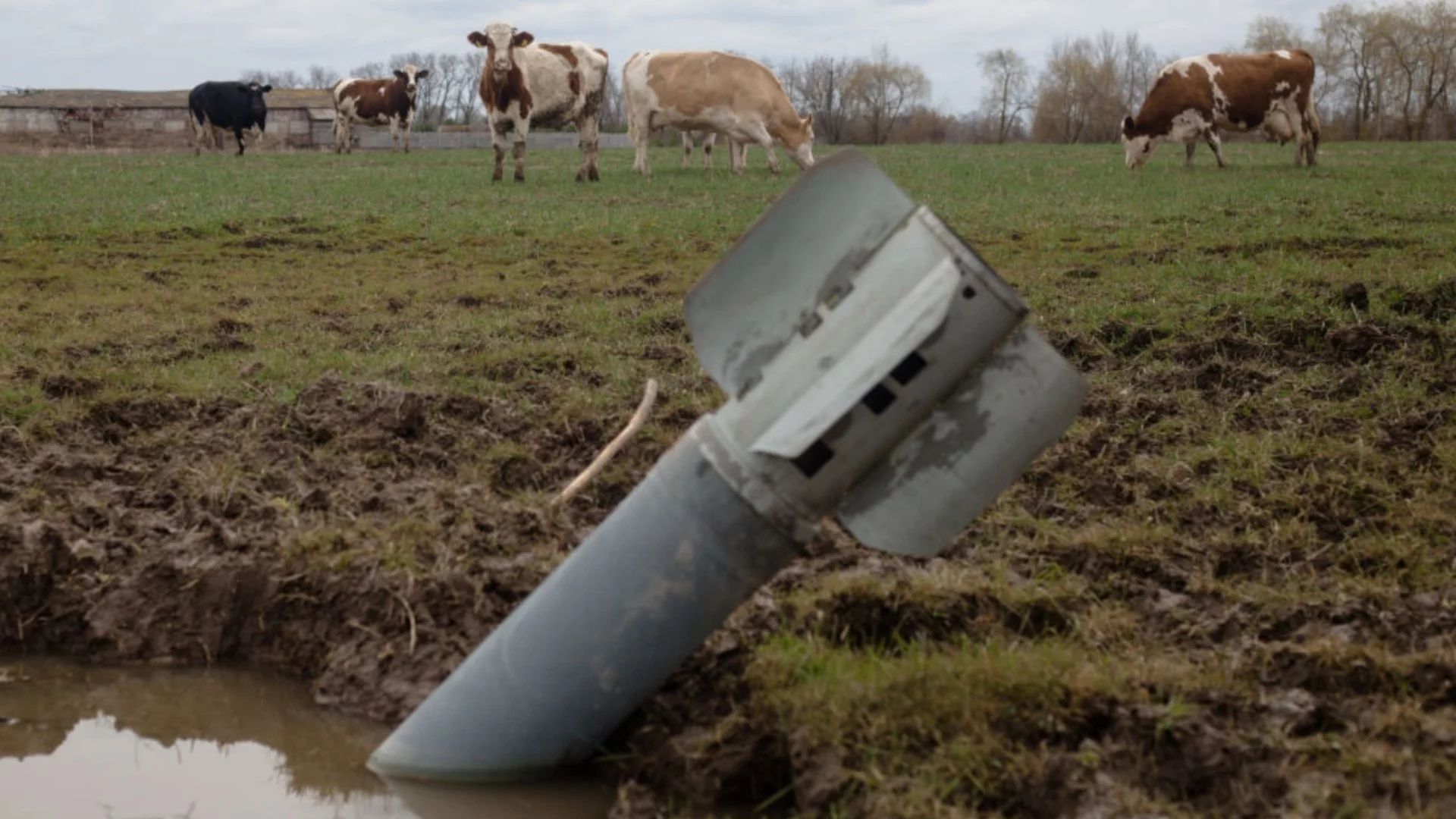 Загуби за милиони долари от принудително клане на добитък в Русия