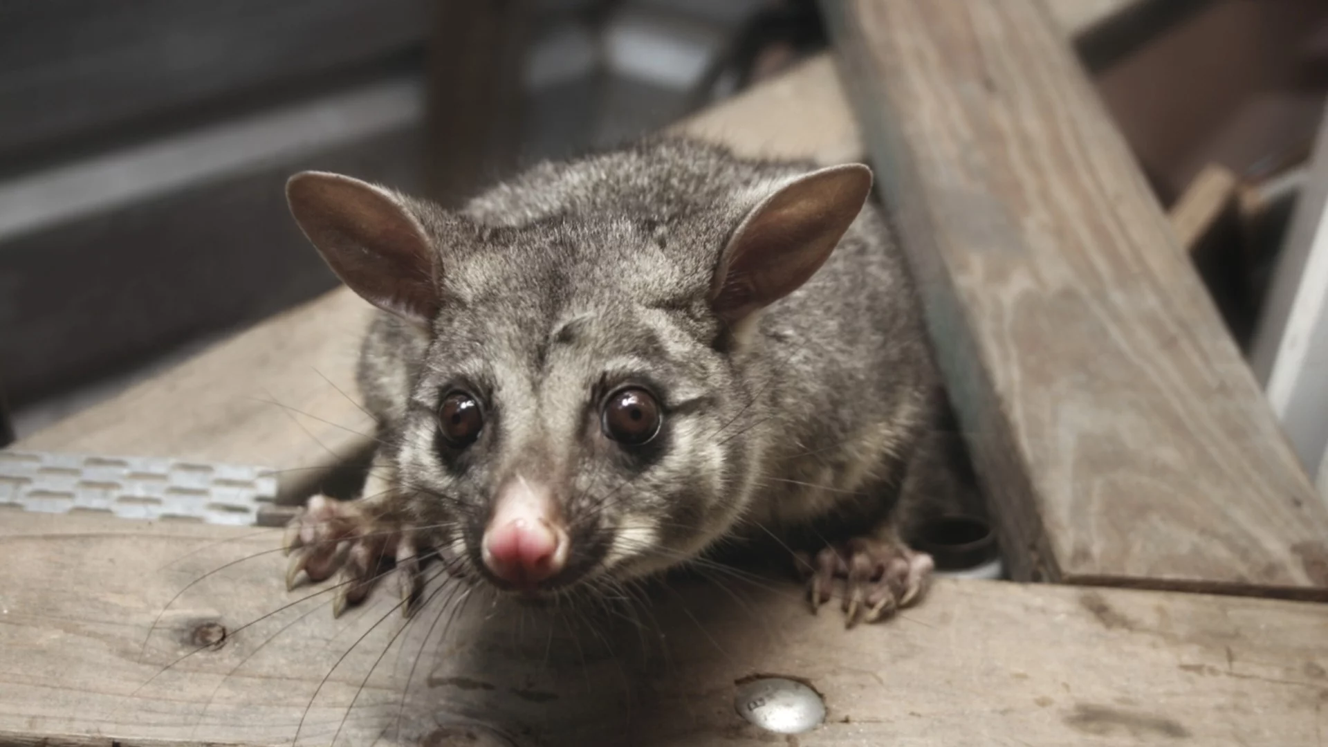 Малък опосум се промъкна летище и се настани в магазин за играчки (ВИДЕО)