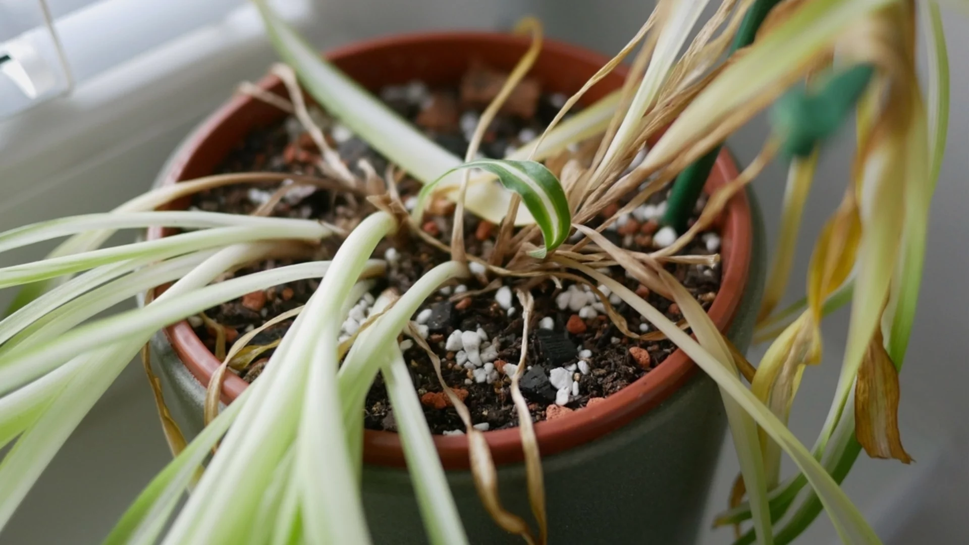 Счупени или огънати листа - причини и леченеие