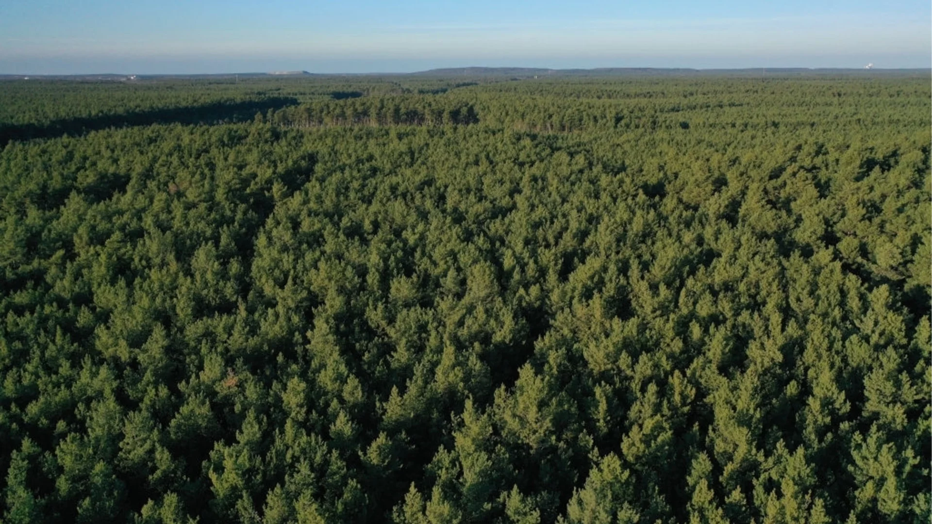 България отбелязва Международния ден на горите с увеличен запас, но е изправена пред рискове