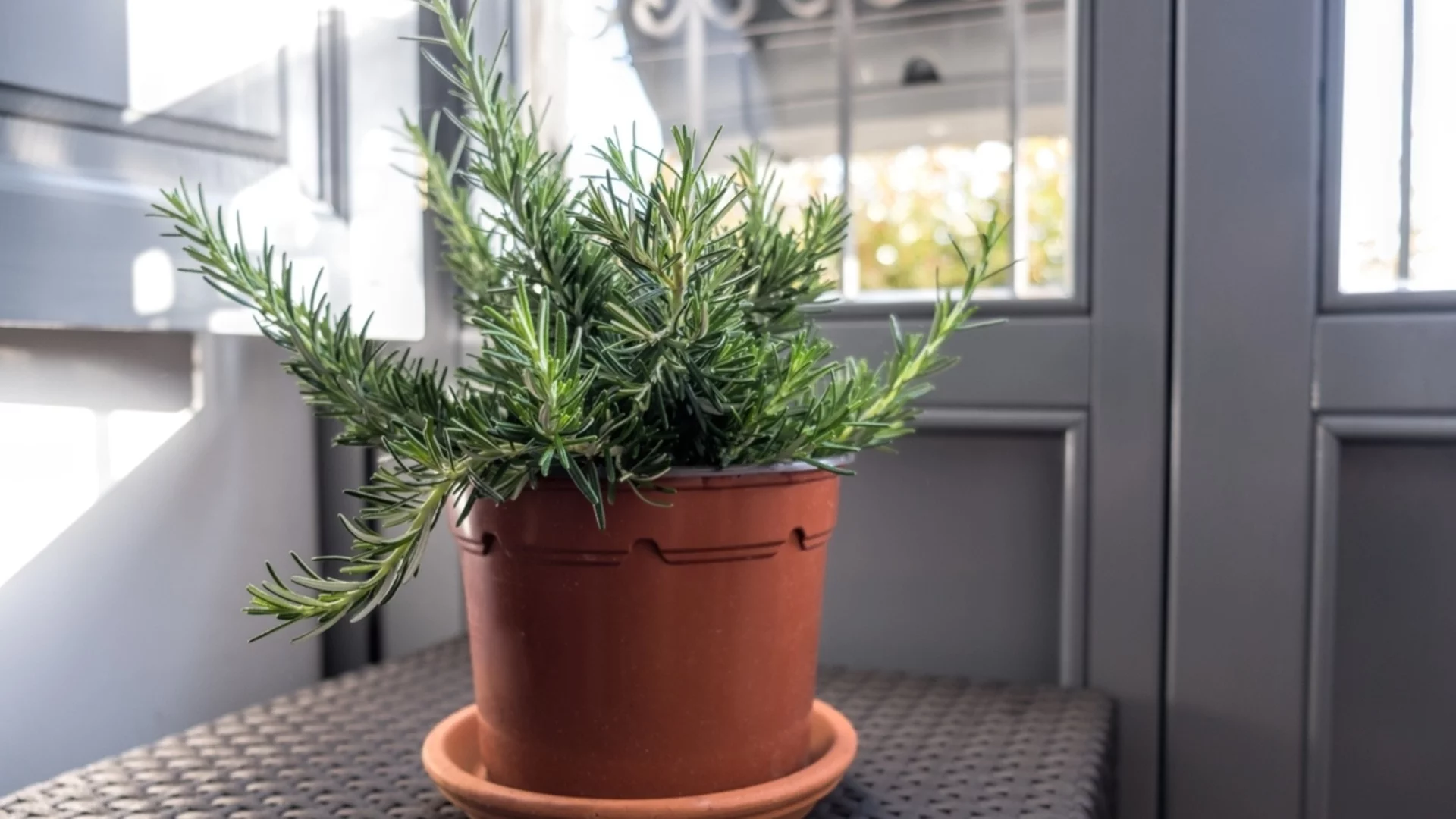Как да отглеждате розмарин на закрито - без този път да го убиете