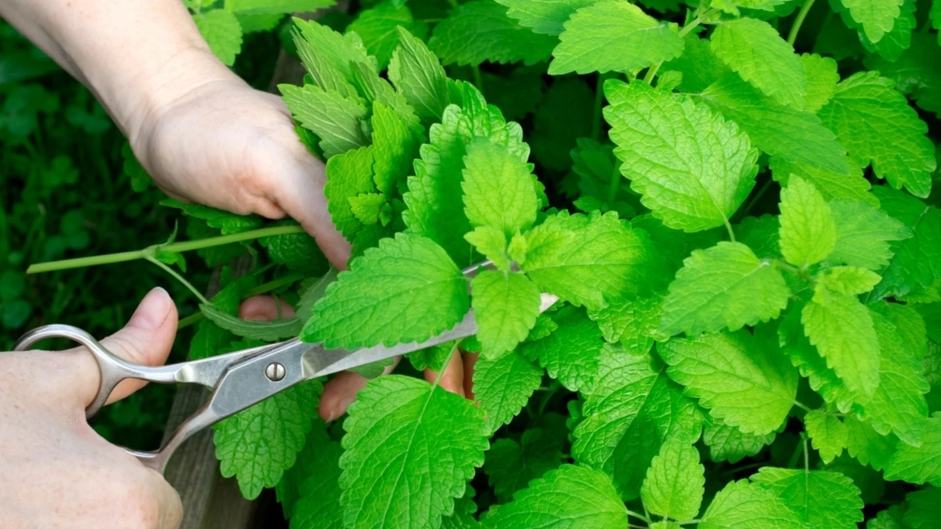 Как да размножите мента от резници само с няколко прости стъпки