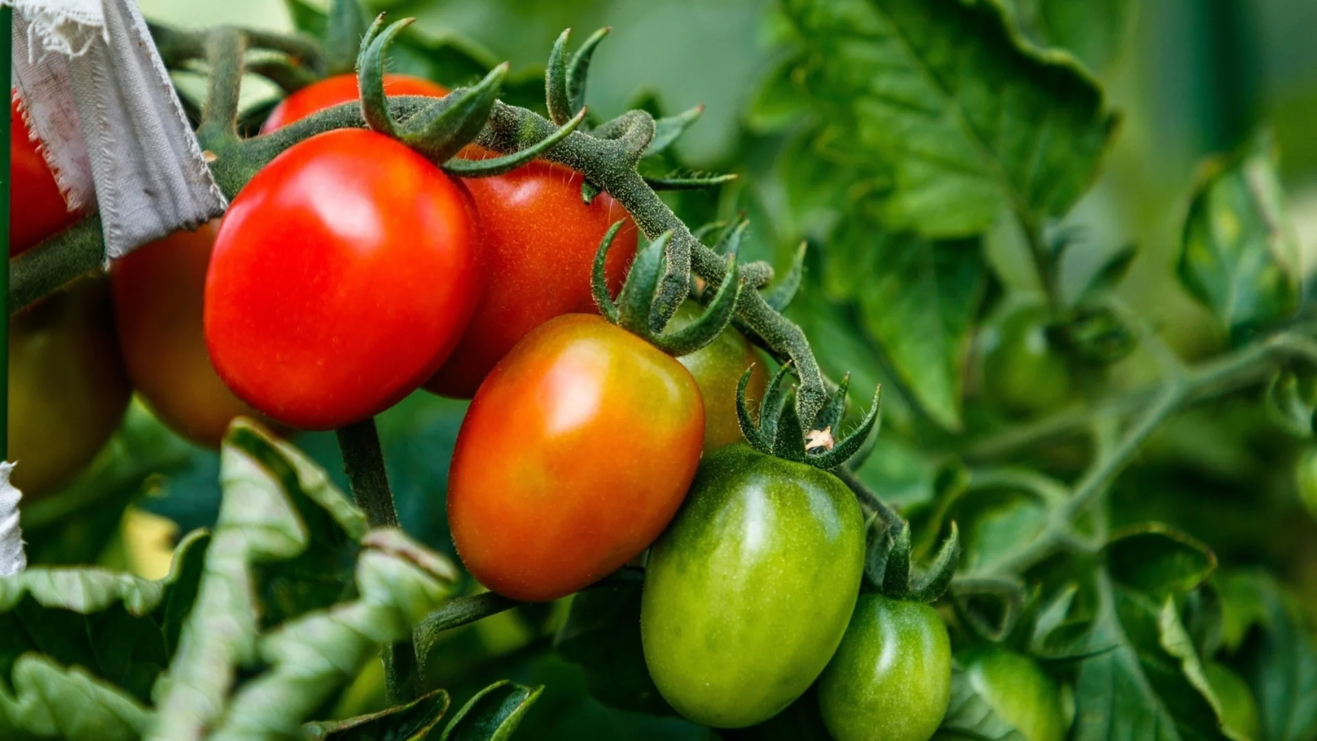 Какви са разликите между ранните и късните сортове домати