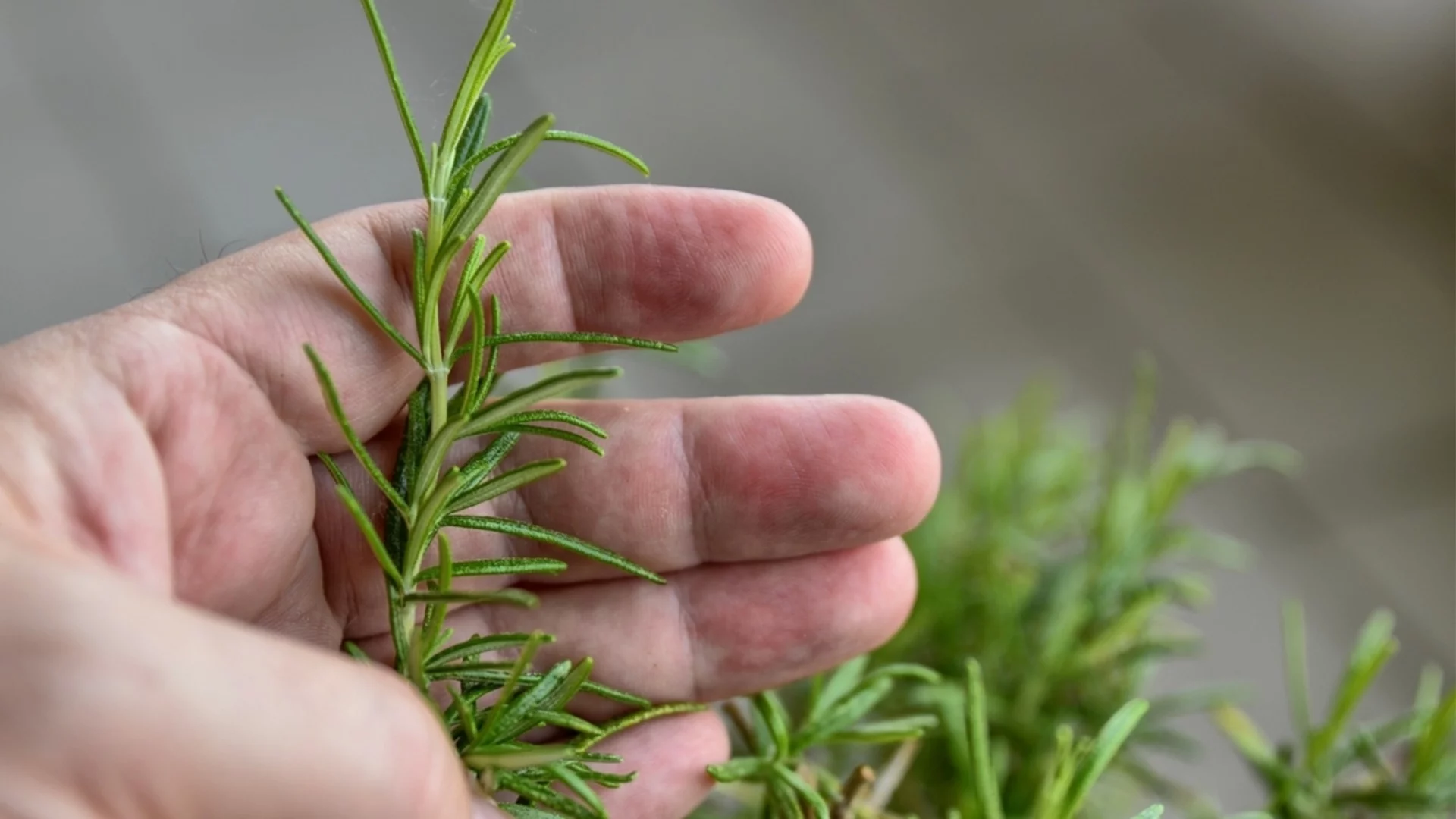 Как лесно да размножите розмарин