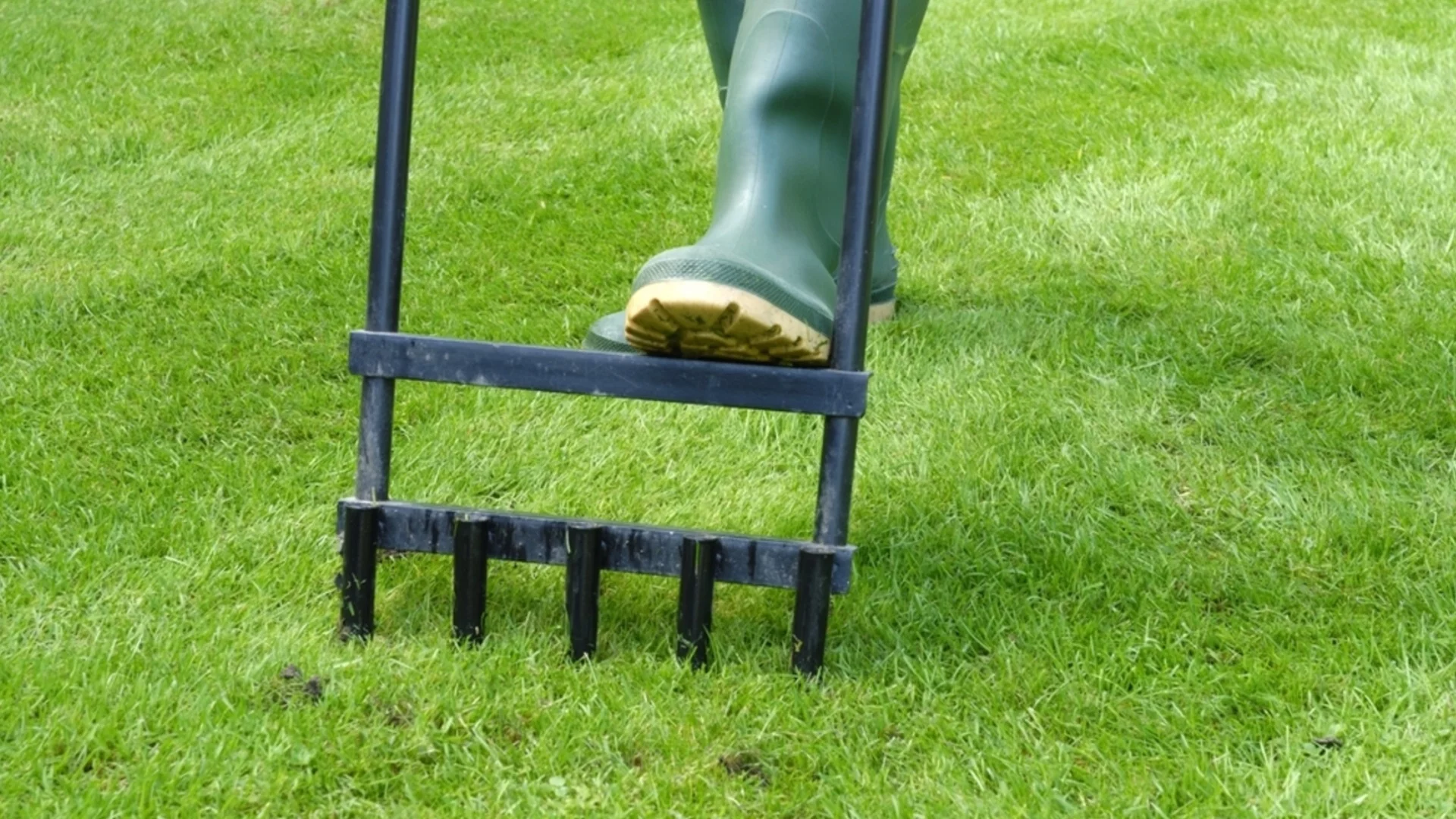 Как да се отървете от упорити плевели, без да съсипете моравата си