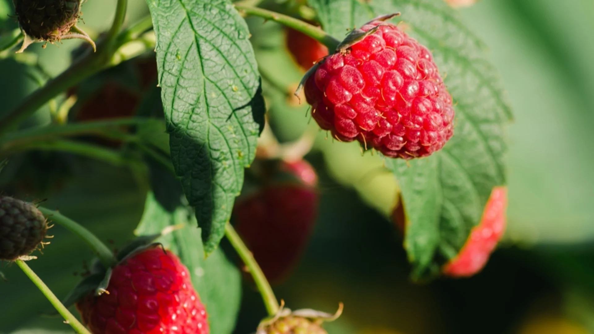 Как да отглеждате малини от семена за процъфтяващ заден двор