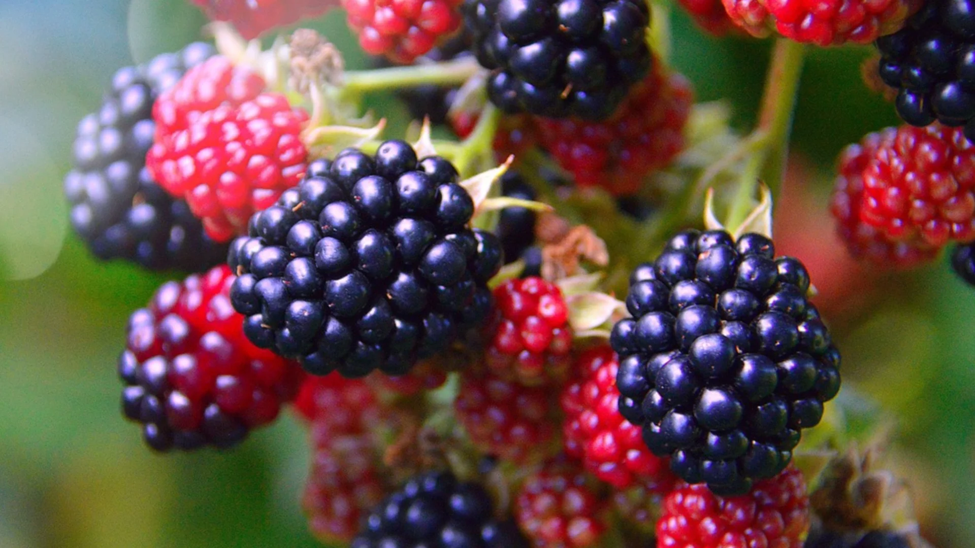 Как да размножавате къпини