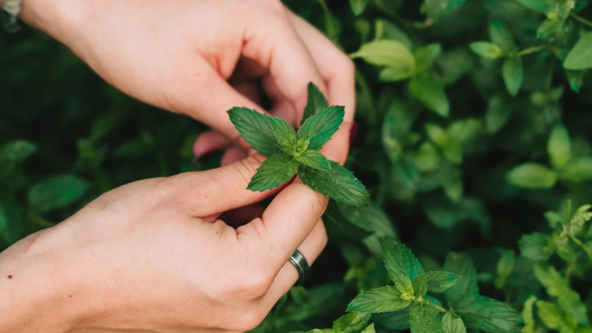 4 места, където никога не бива да засаждате мента