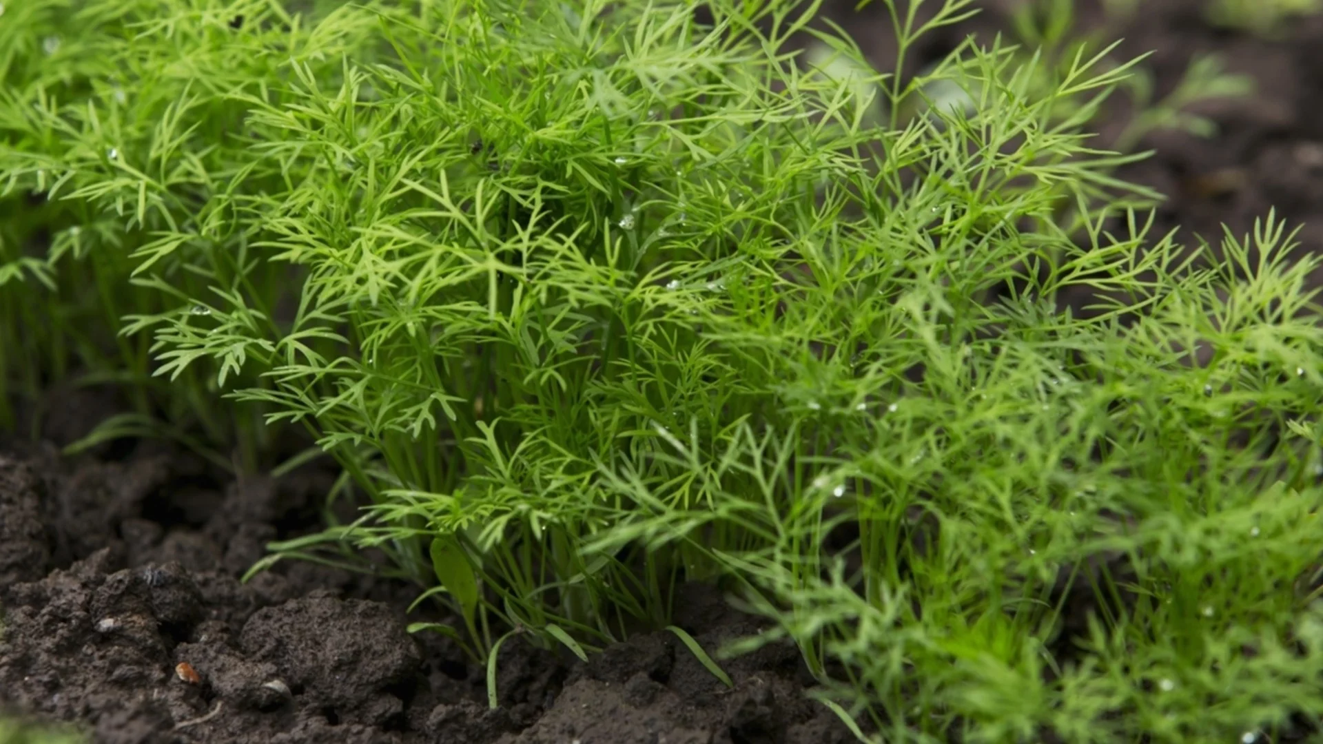 Как да съберем копър, без да убиваме растението