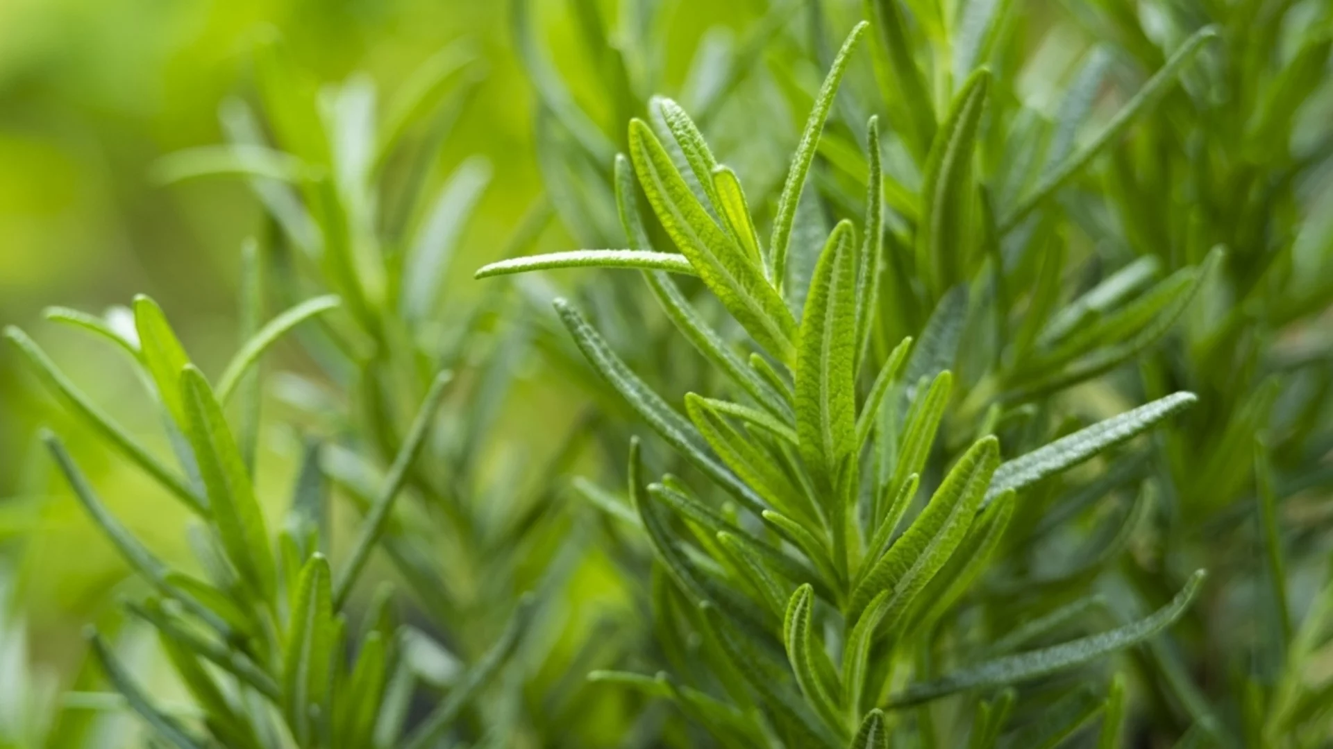 Най-добри растения-компаньони с розмарин за градината