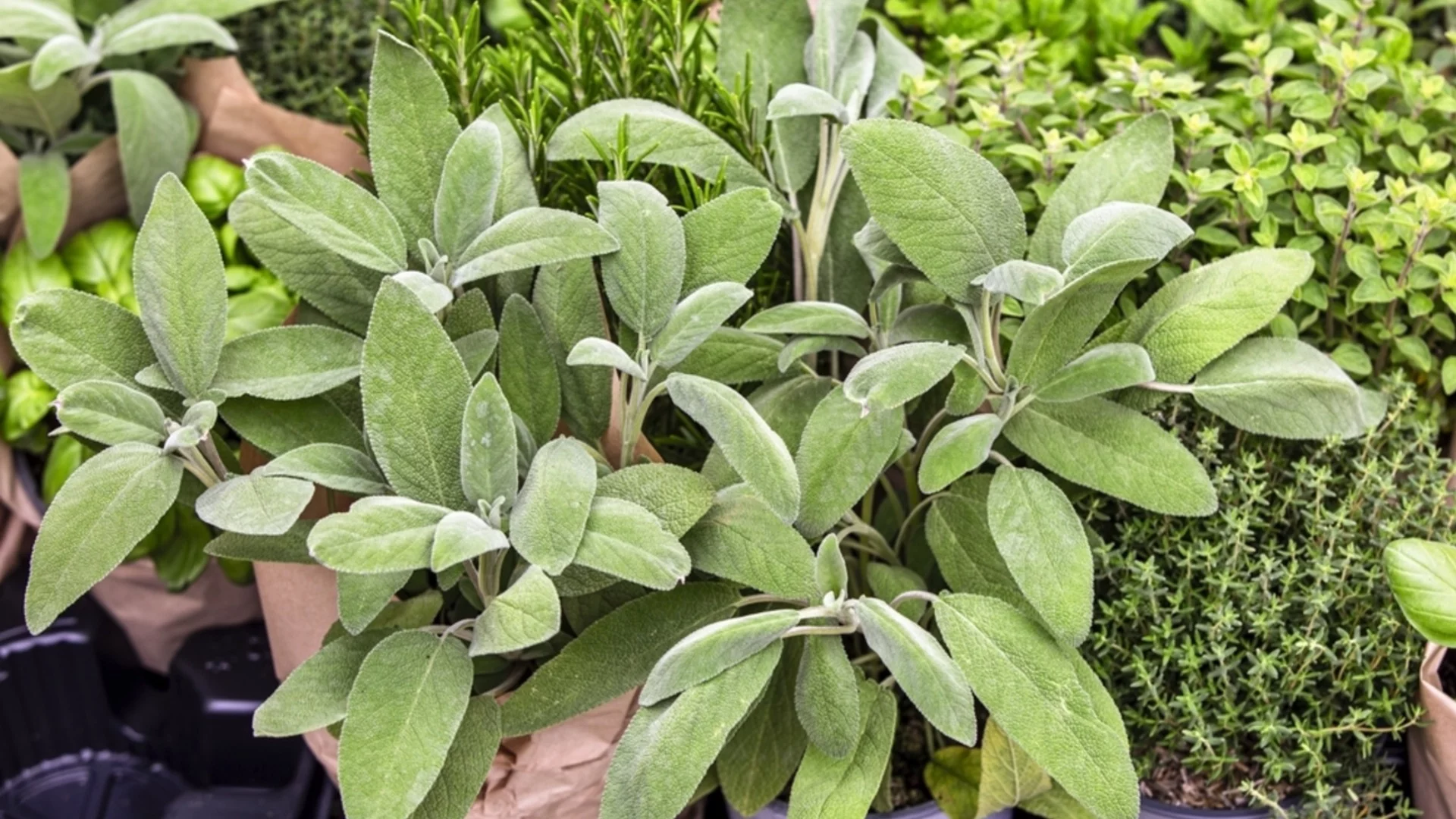 Как да отглеждаме и да се грижим за градински чай