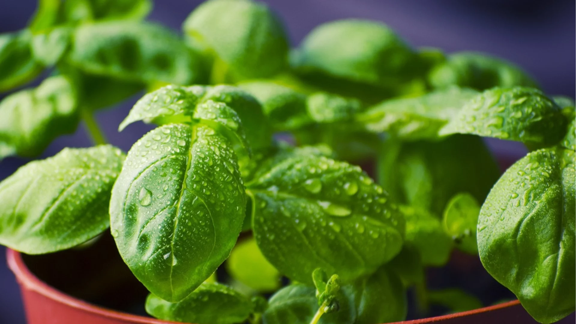 Как да берем босилек по правилния начин - за да продължи да расте през целия сезон