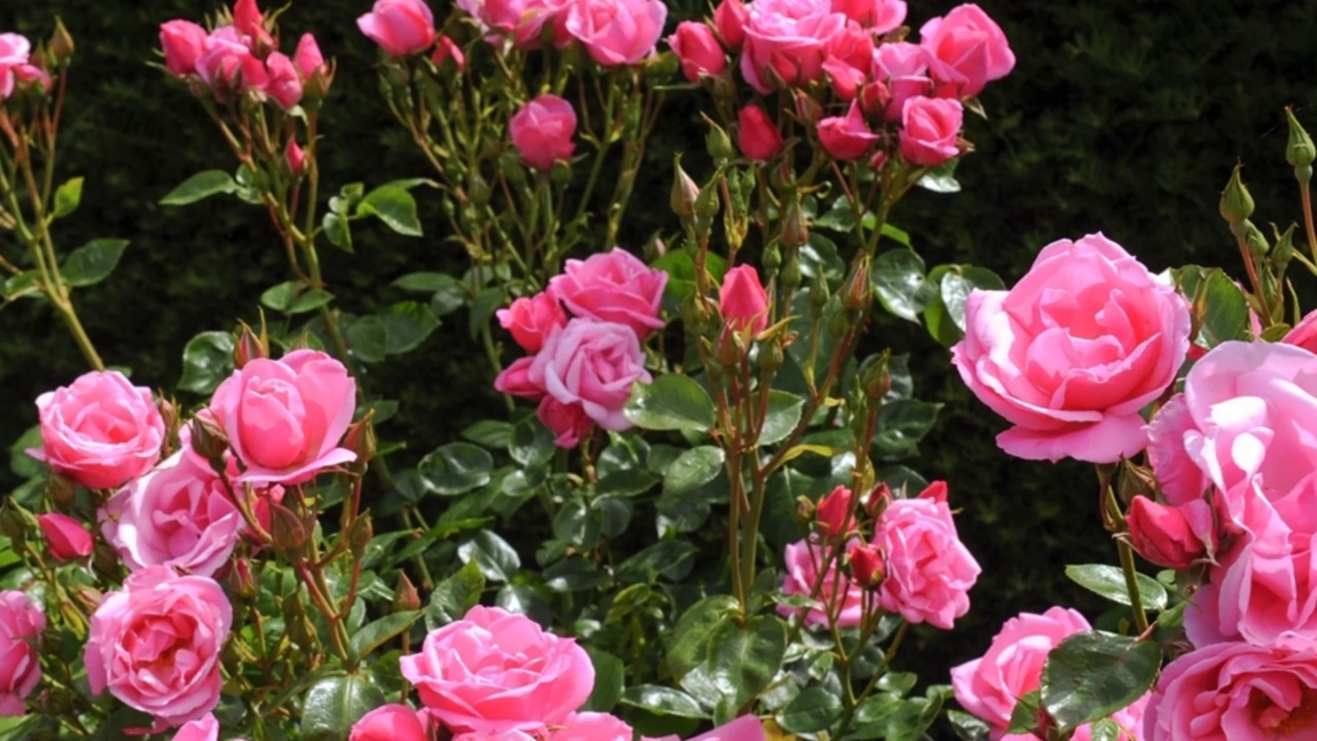 Растения, които могат да съсипят розите ви, ако ги засадите наблизо