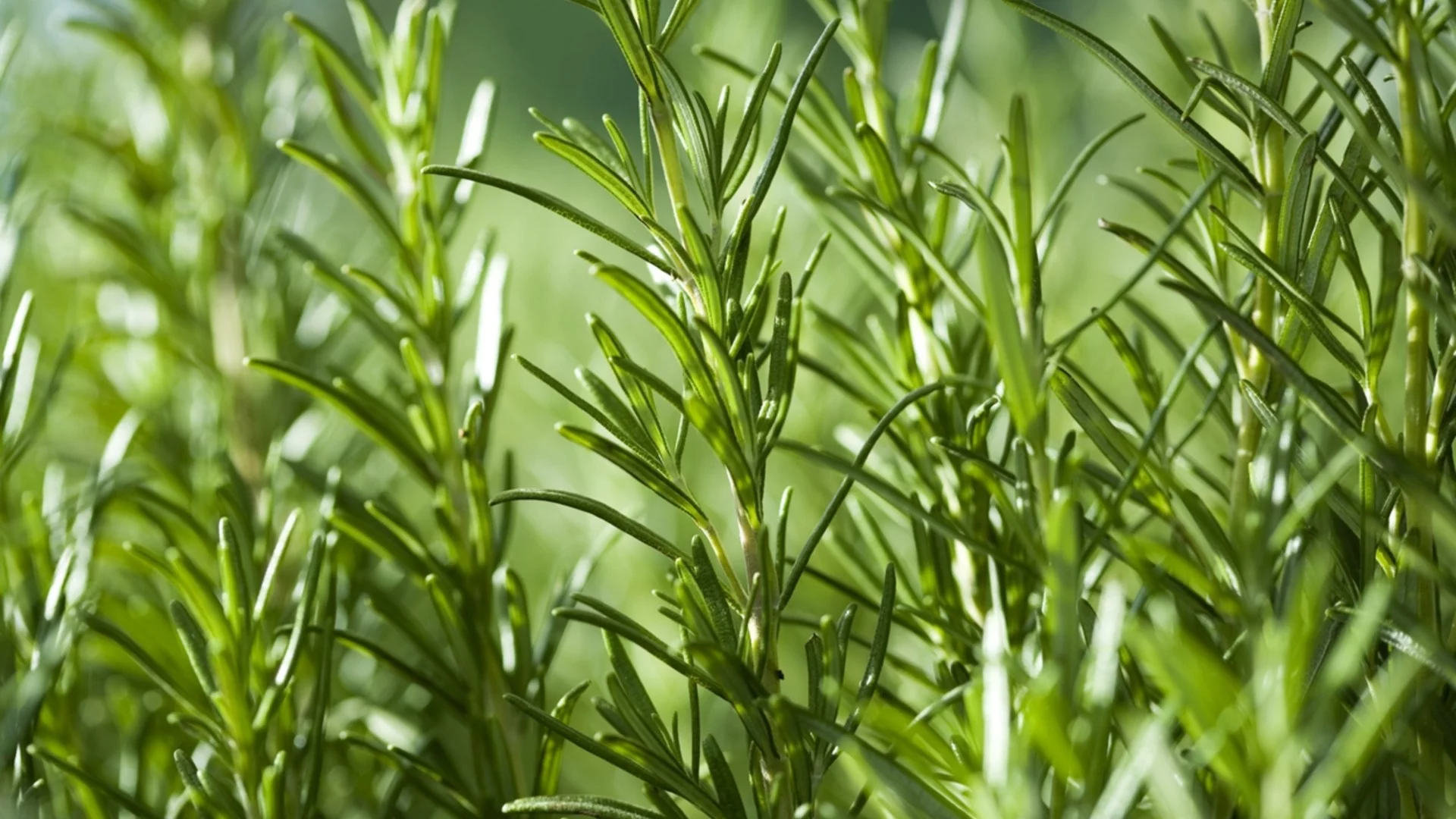 Колко често наистина трябва да поливате розмарина си?