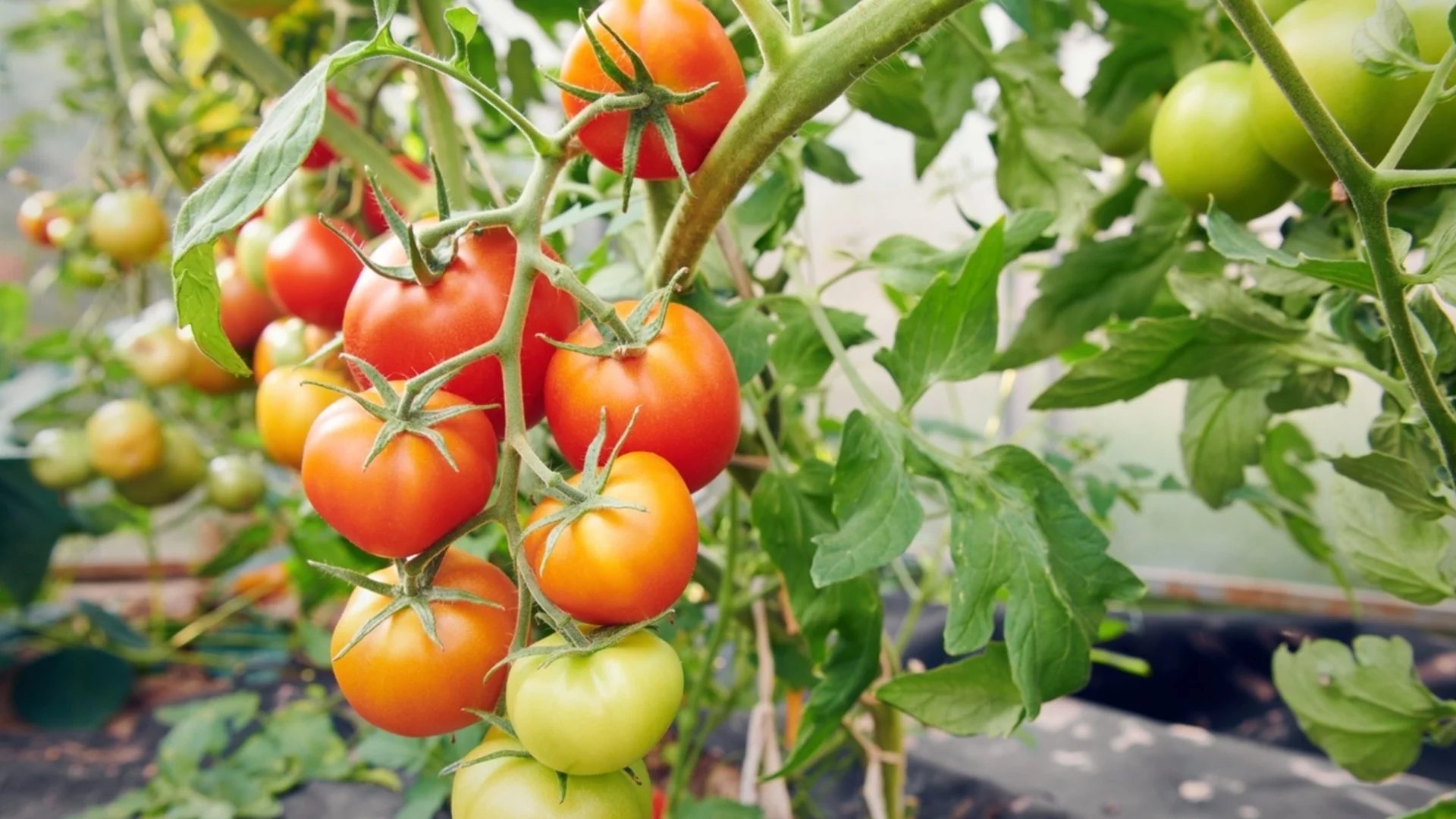 Защо листата на разсада от домати пожълтяват