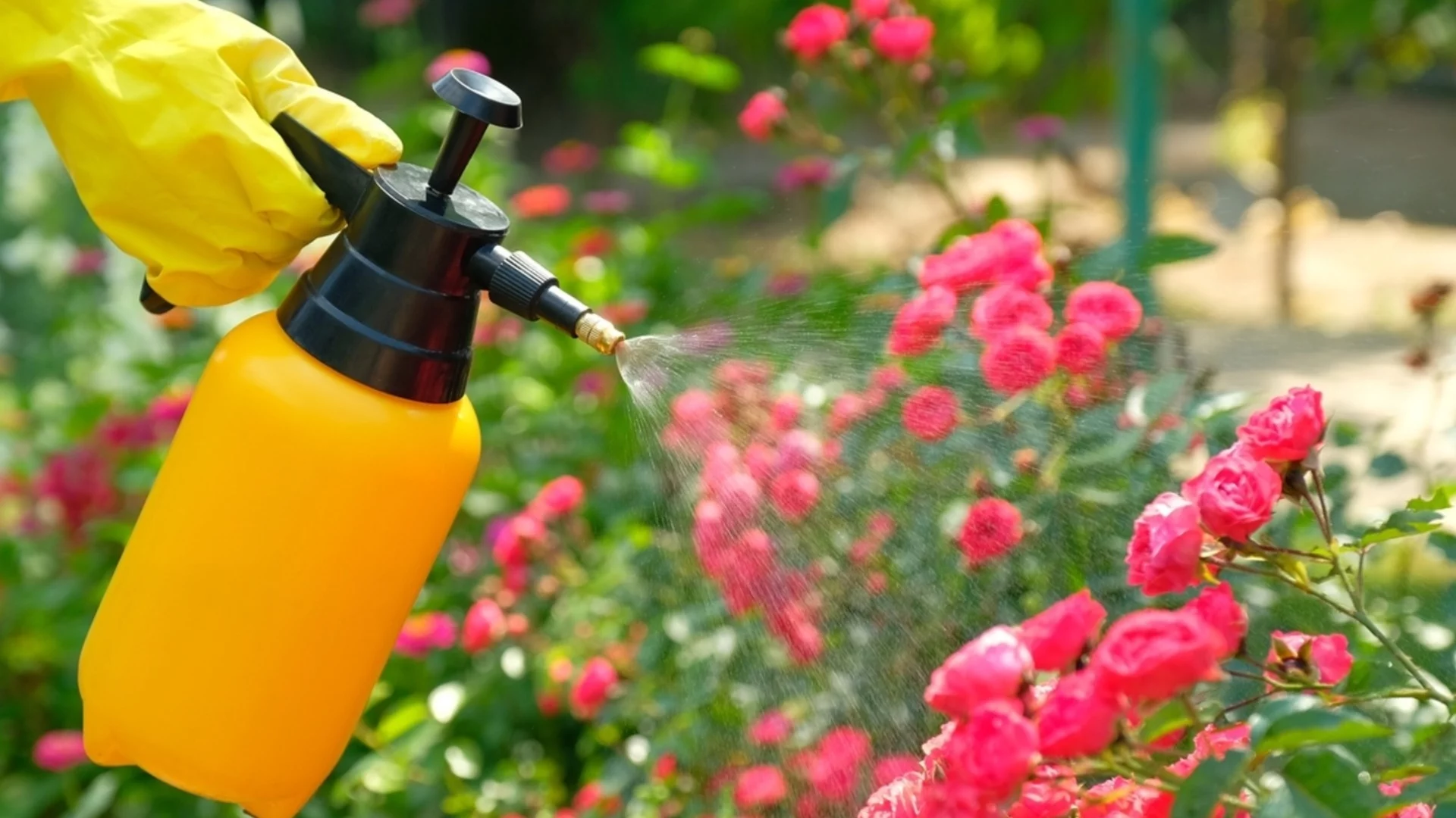 Колко често всъщност трябва да поливате розите си