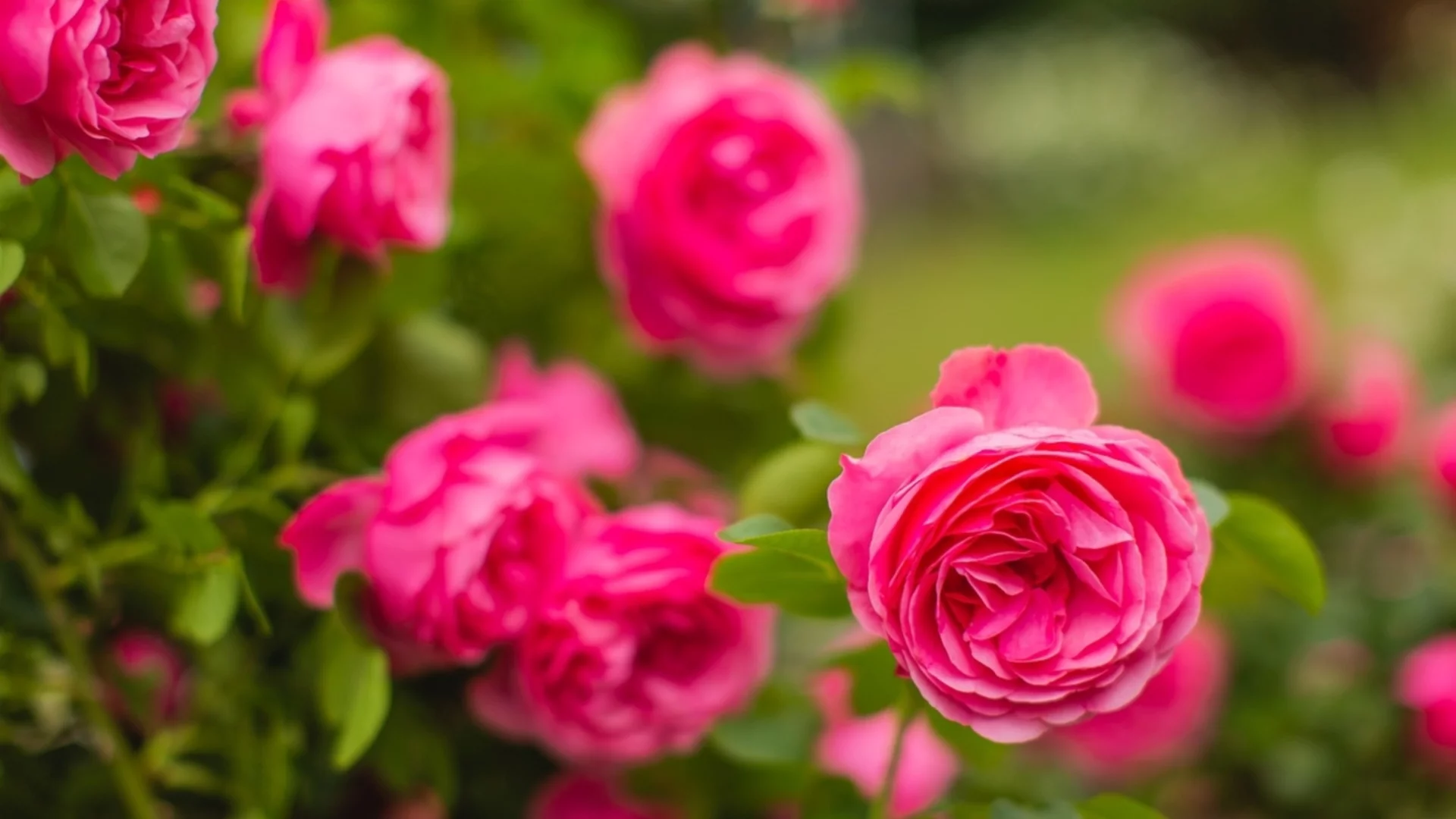 Правилният начин да засадите розови храсти